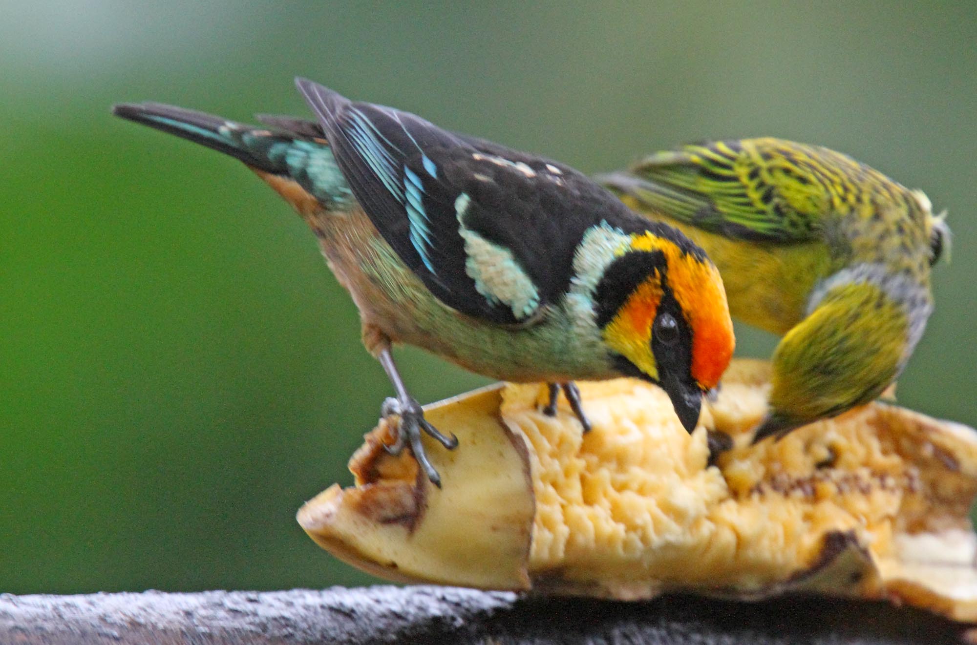 Flame-faced Tanager_8439.jpg