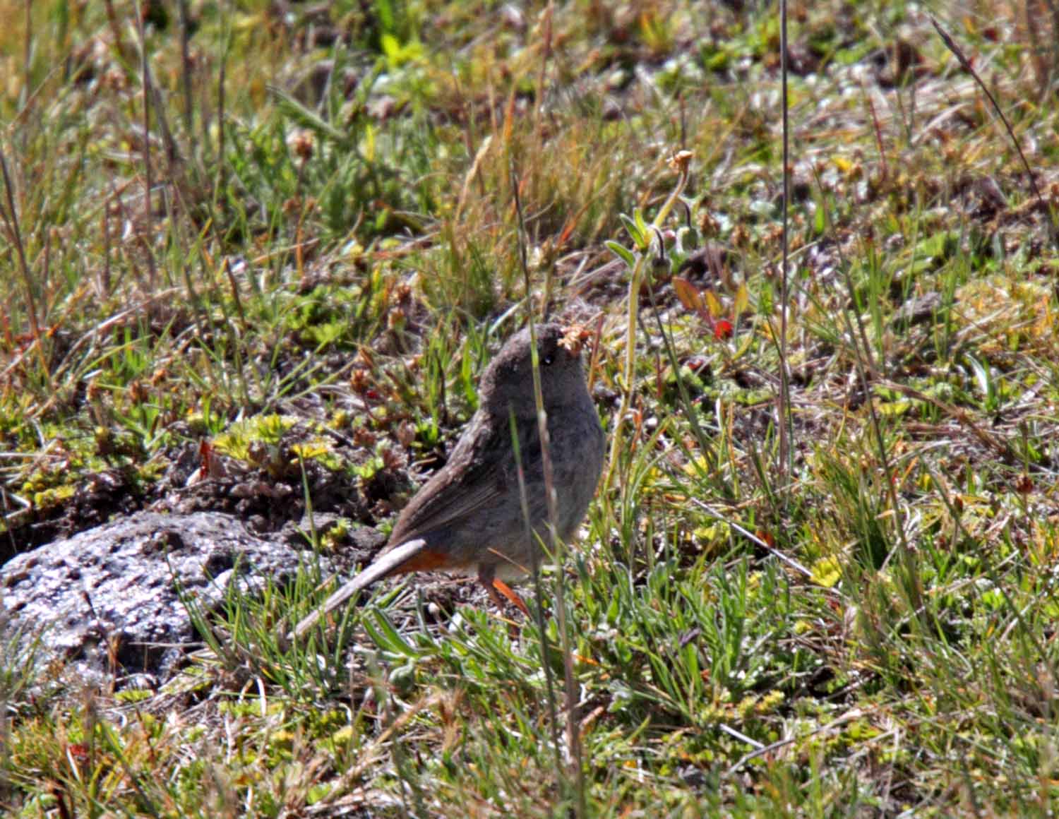 Plain-colored Seedeater - male_6546.jpg