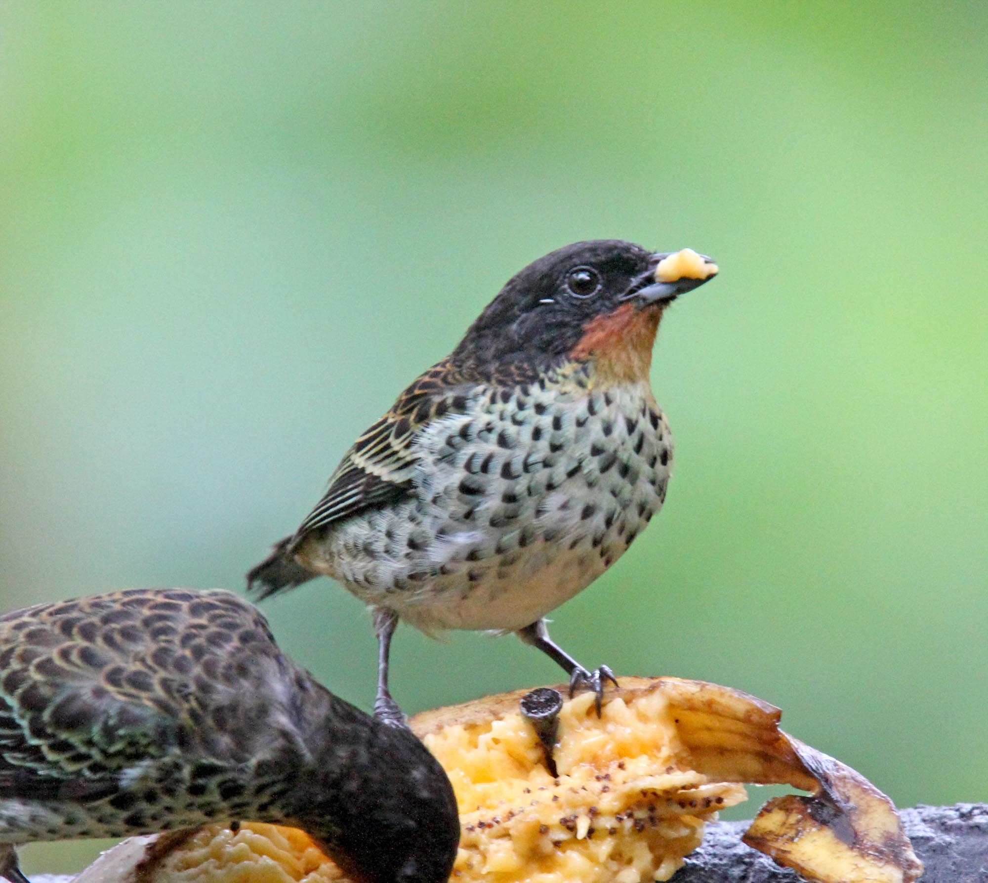Rufous-throated Tanager_8460.jpg