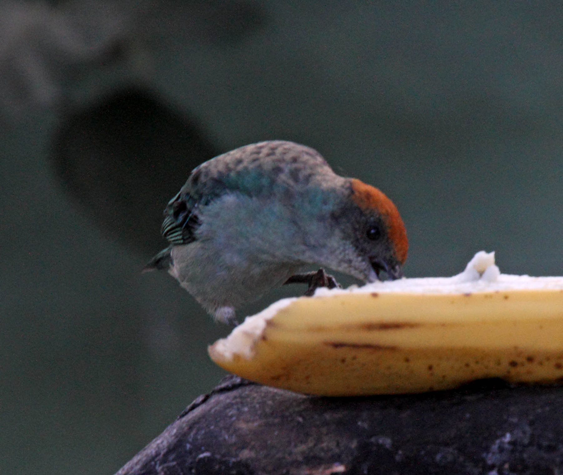 Scrub Tanager_7378.jpg