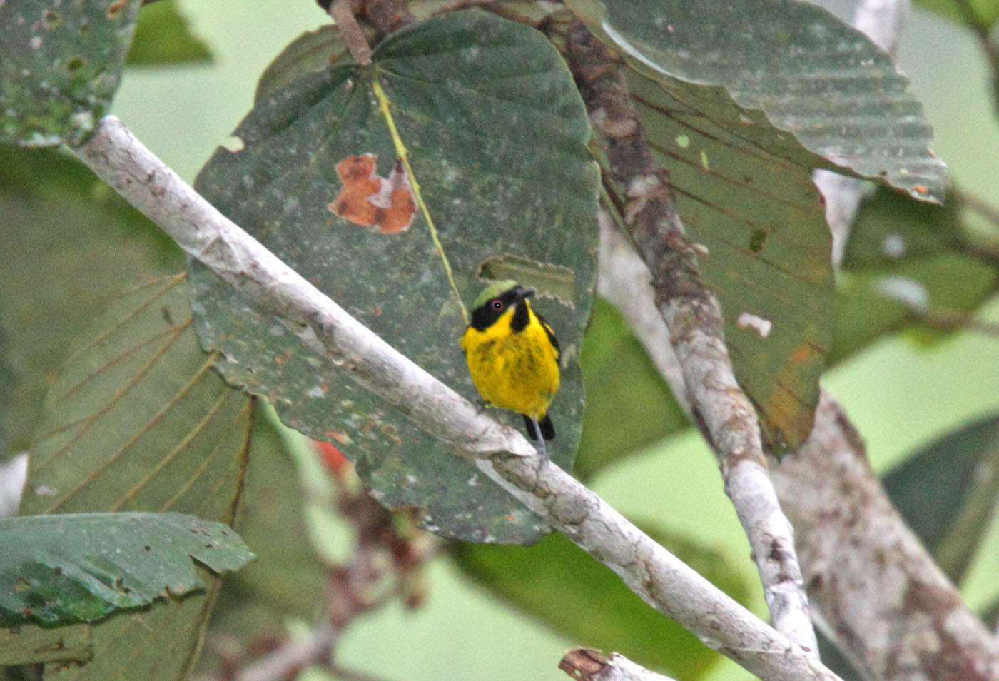 Yellow-bellied Dacnis - male_5557.jpg