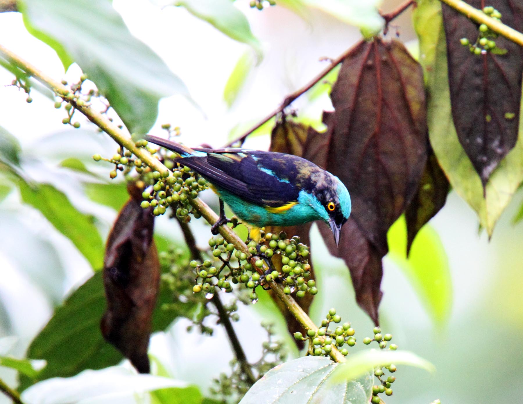 Yellow-tufted Dacnis_8578.jpg