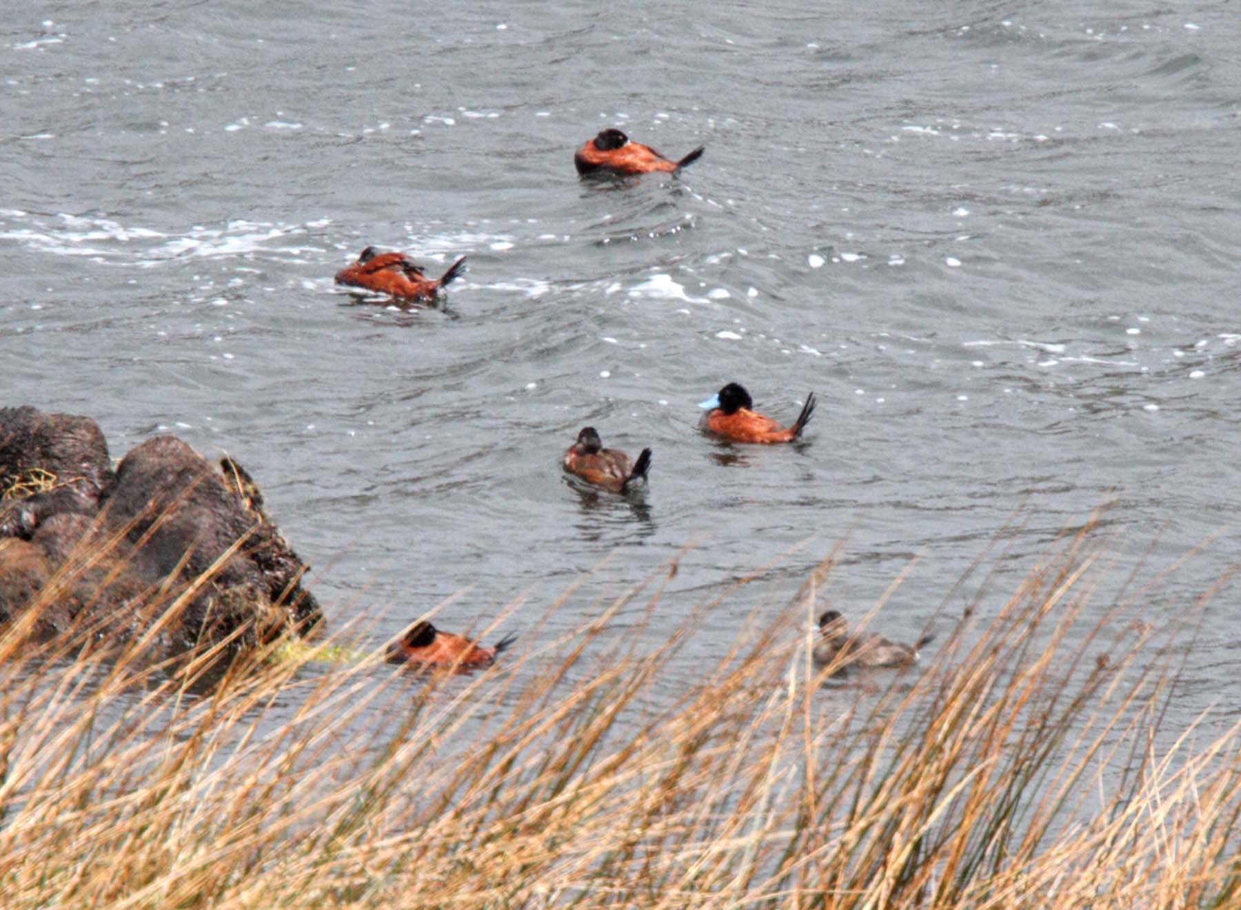 Andean Duck_7009.jpg