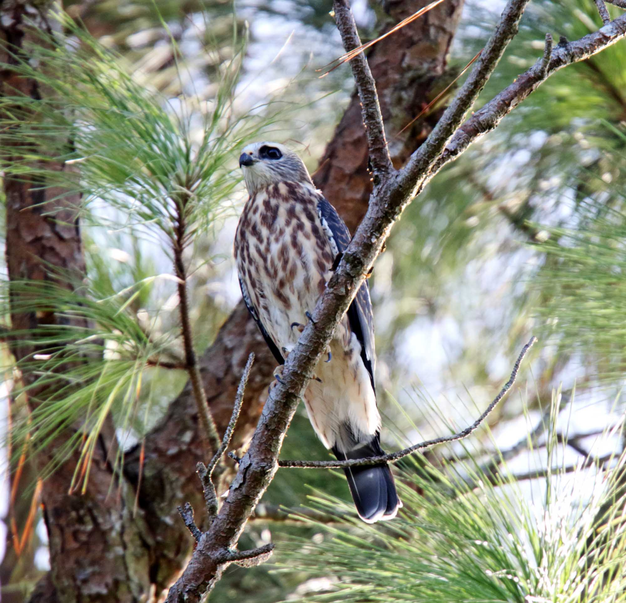 Mississippi Kite - juvenile_0066.jpg