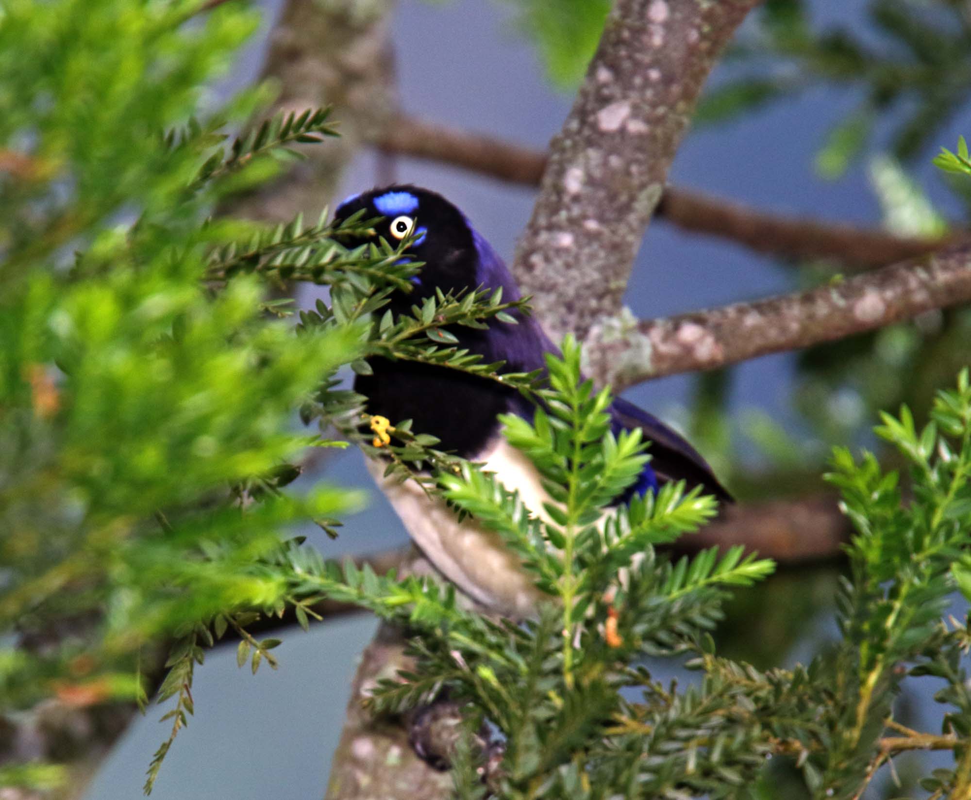 Black-chested Jay_1271.jpg