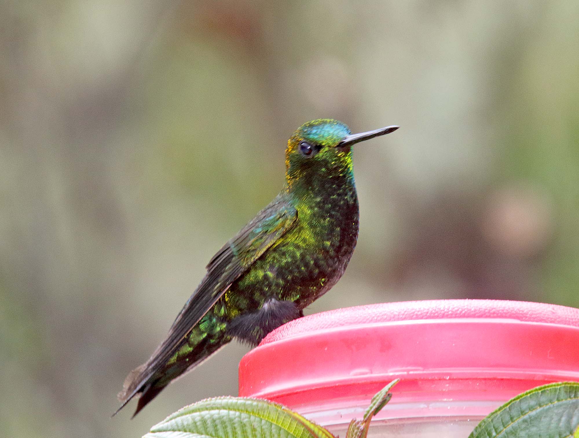 Black-thighed Puffleg - male_2288.jpg