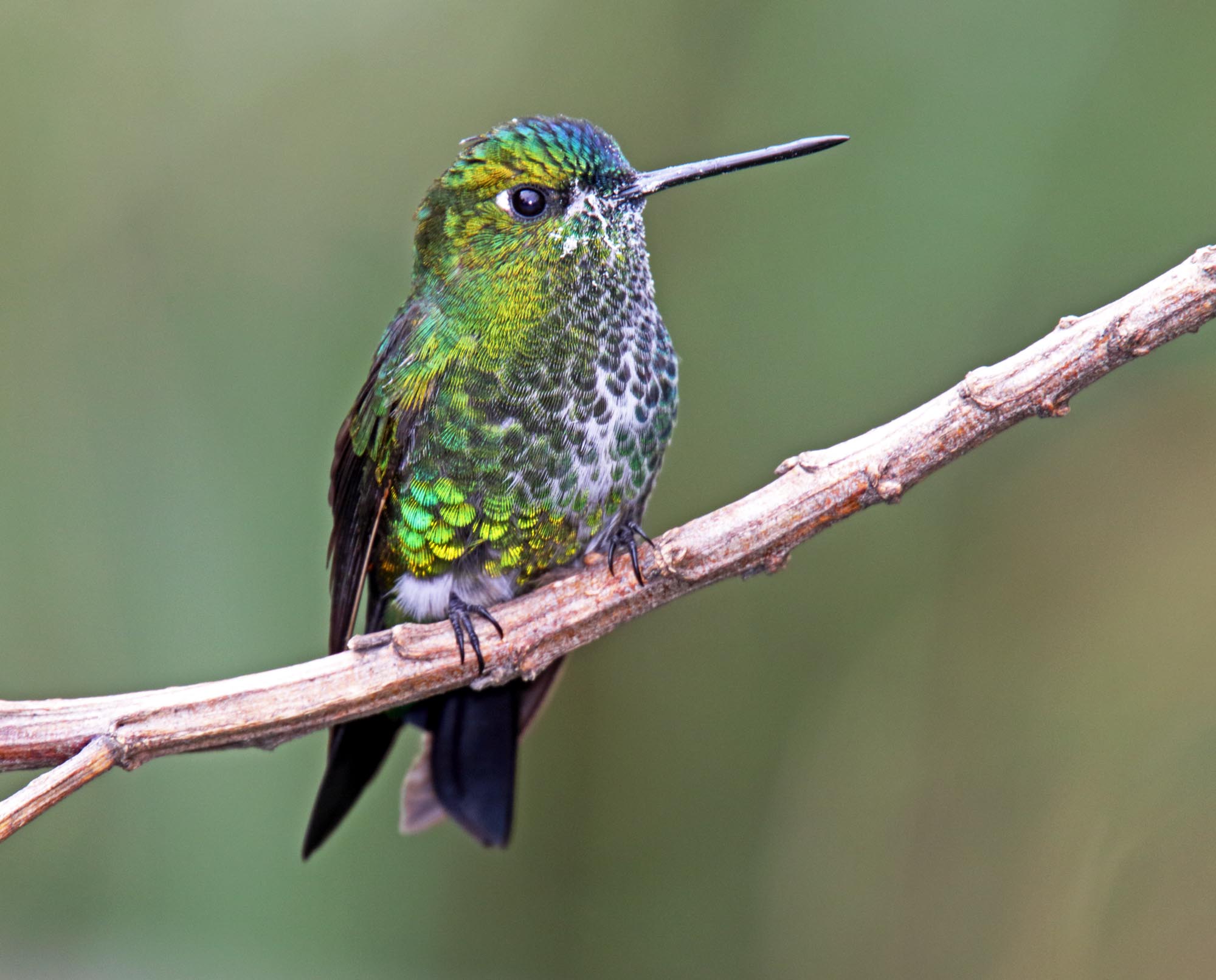 Black-thighed Puffleg - female_2272.jpg