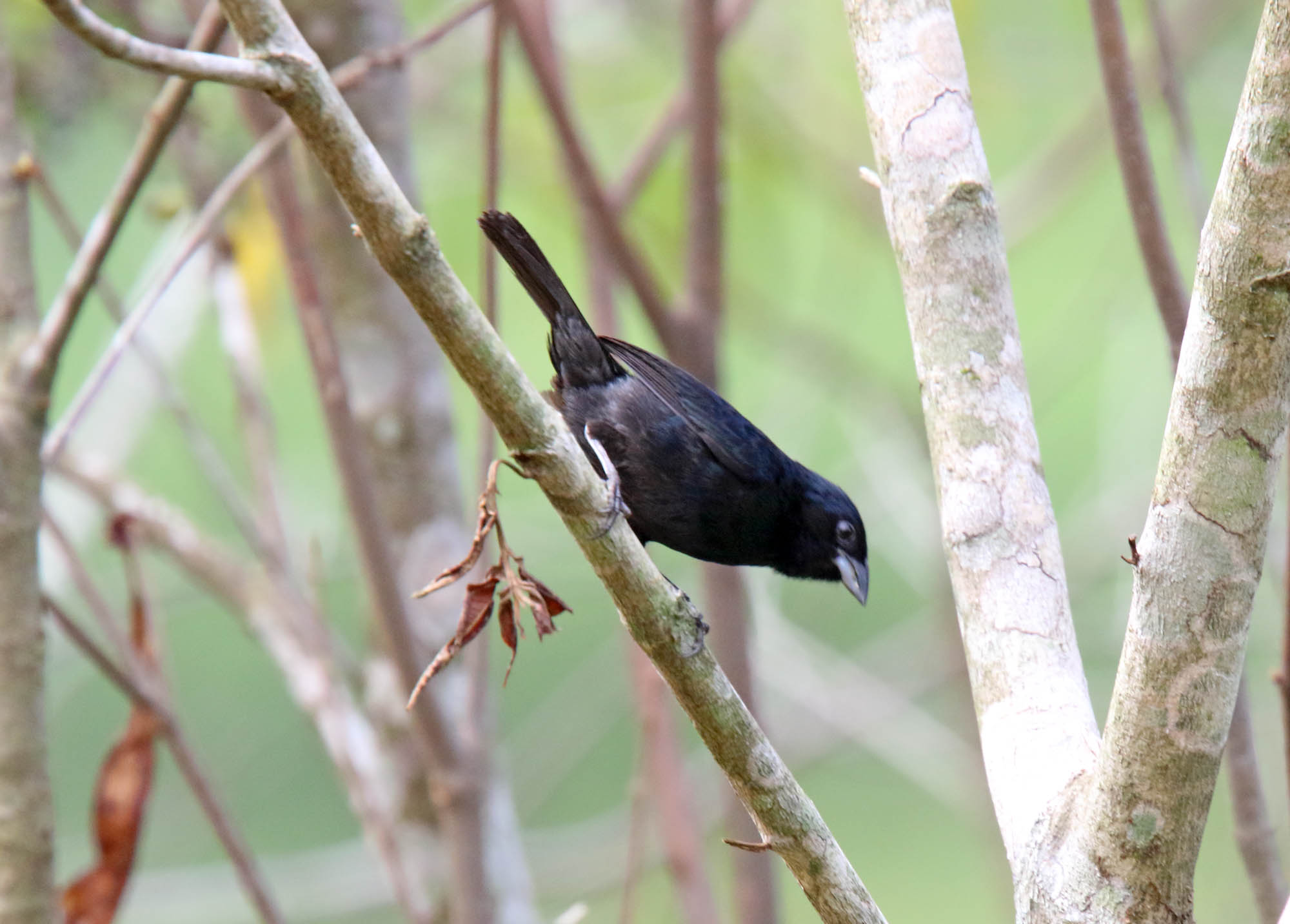 Blue-black Grassquit - male_4222.jpg