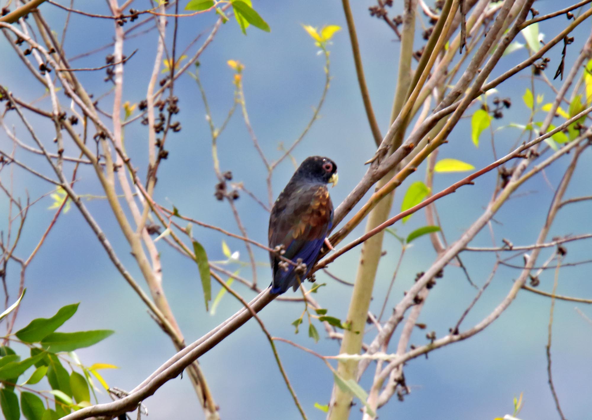 Bronze-winged Parrot_0325.jpg