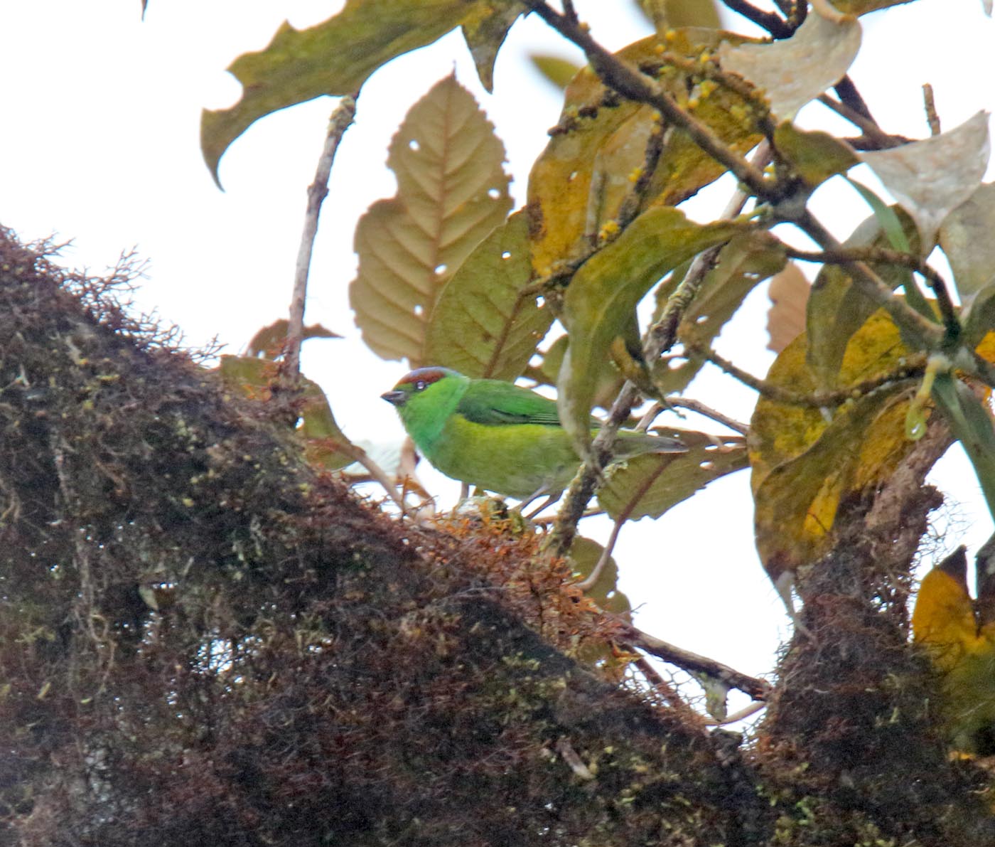 Chestnut-breasted Chlorophonia - female_3338.jpg