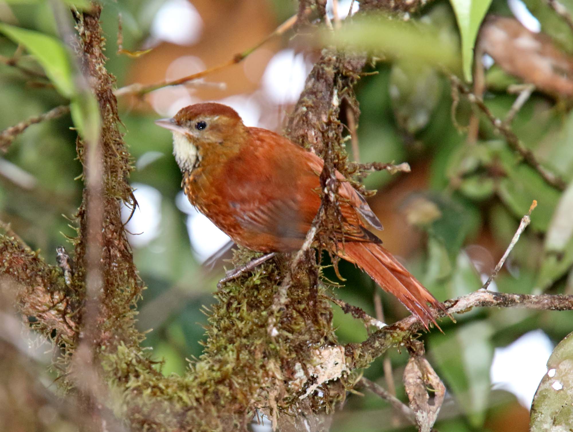 Star-chested Treerunner_3280.jpg
