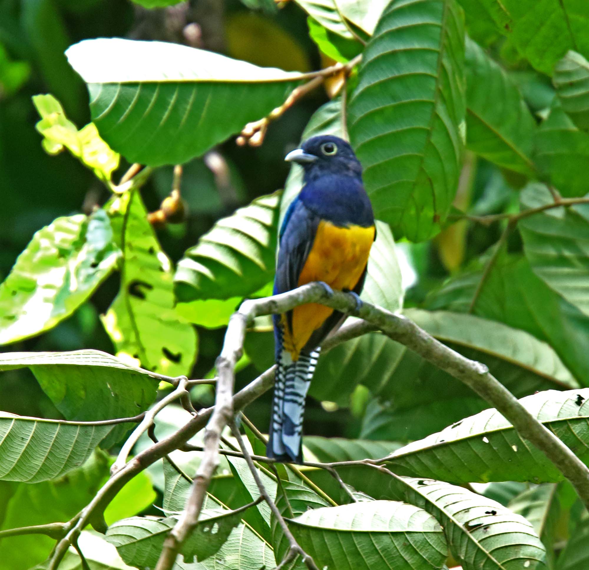 Gartered Trogon - male_4268.jpg