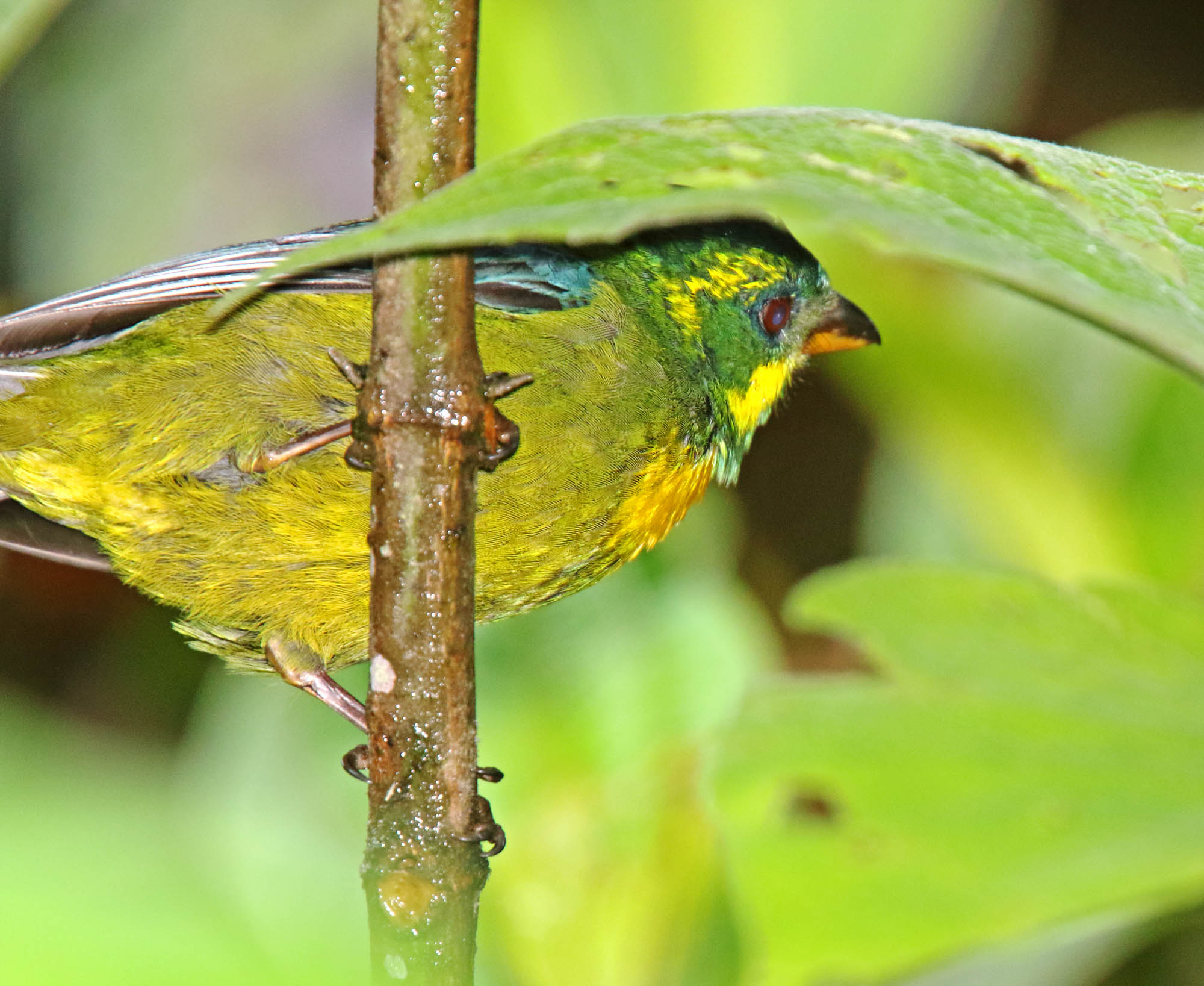 Gold-ringed Tanager - female_3198.jpg