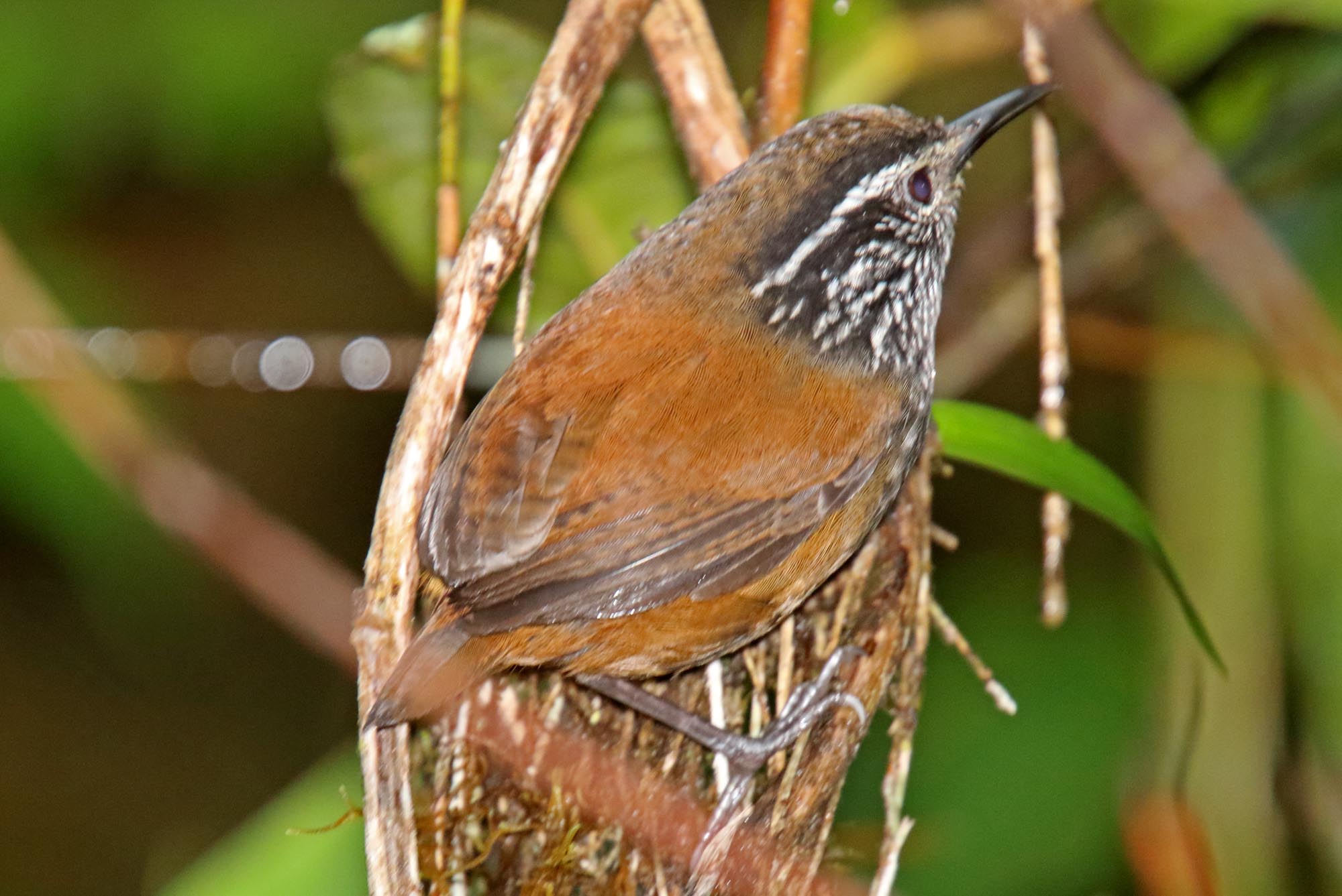 Gray-breasted Wood-Wren_3306.jpg