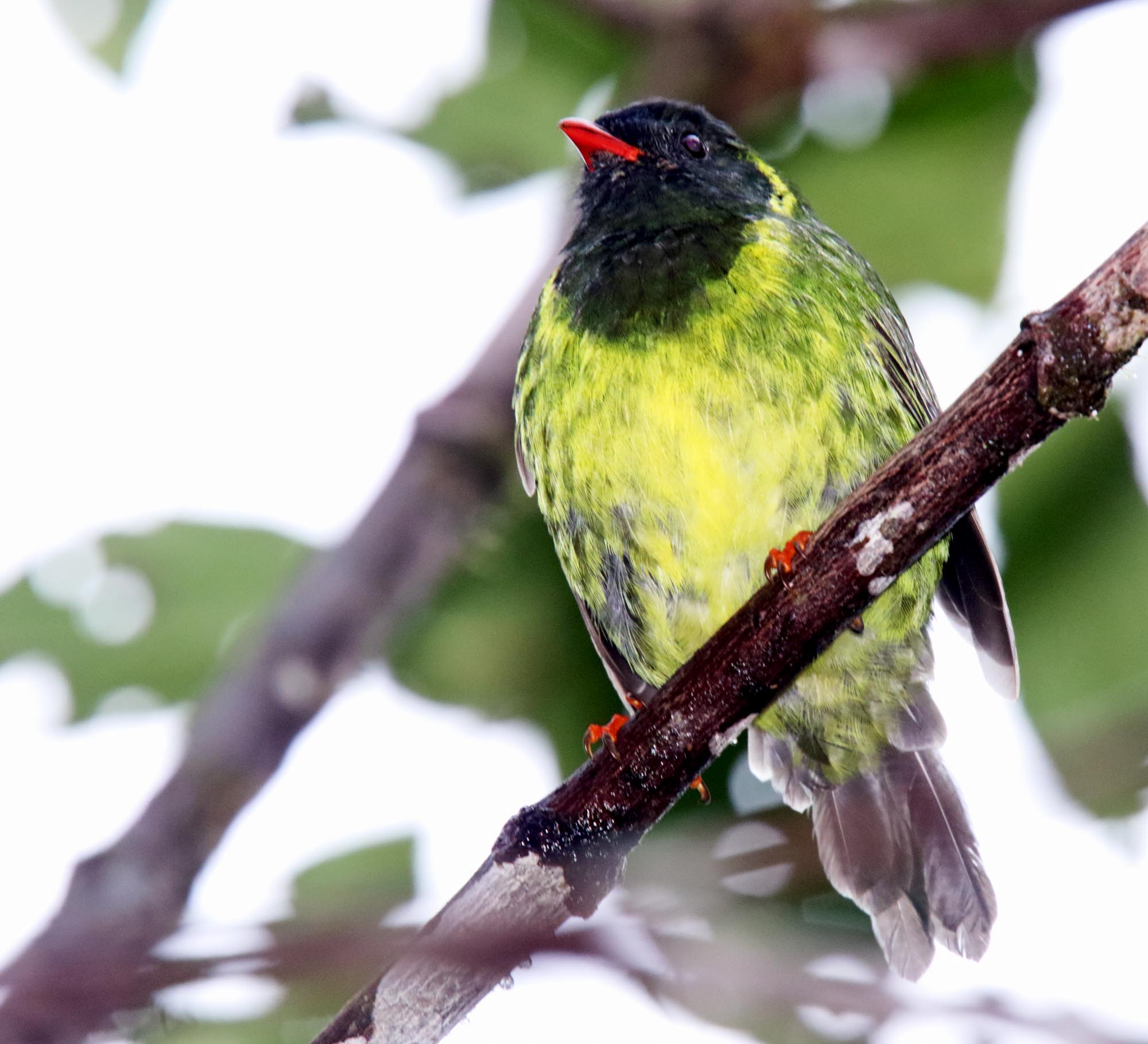 Green-and-black Fruiteater - male_3219.jpg