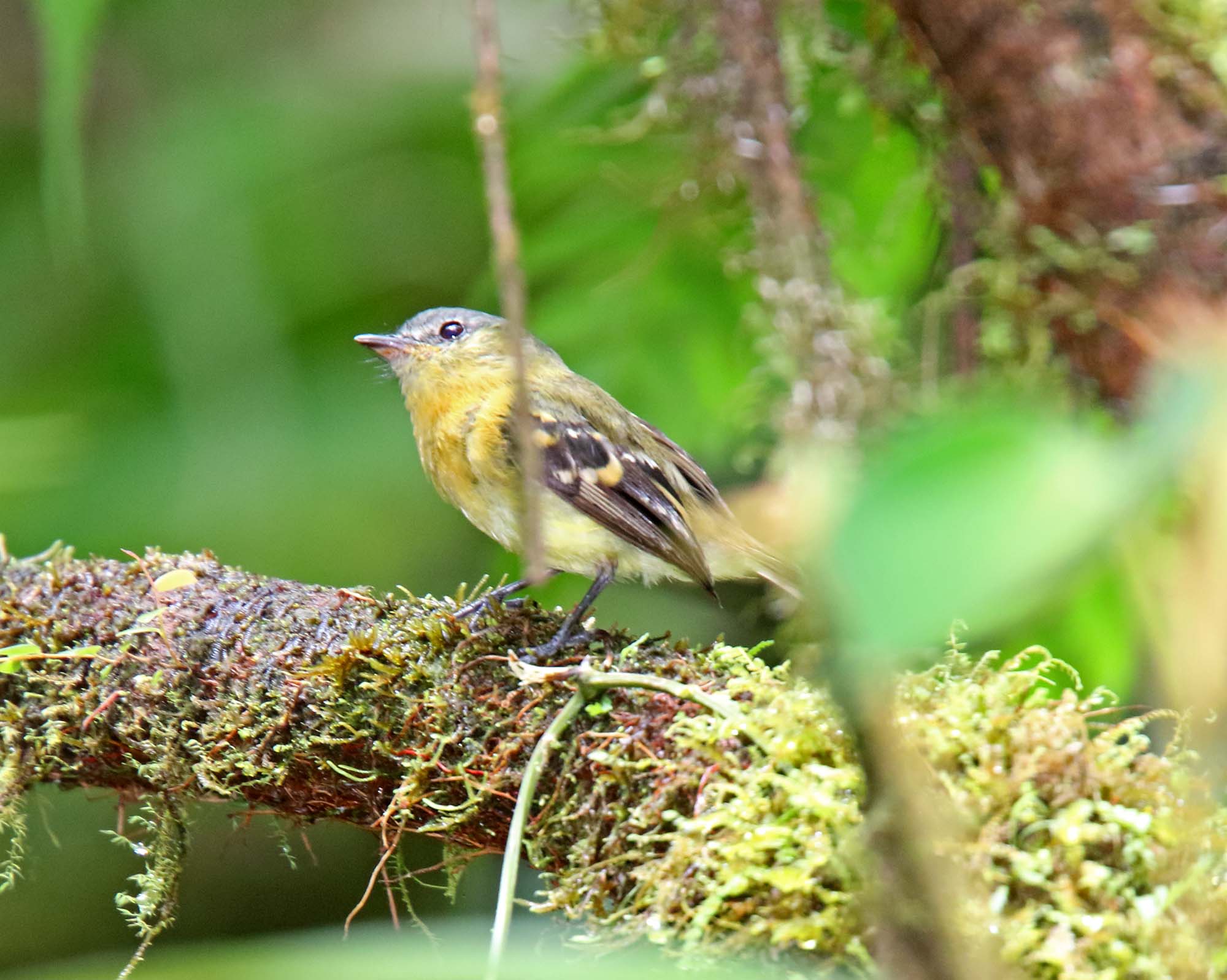 Handsome Flycatcher_3524.jpg