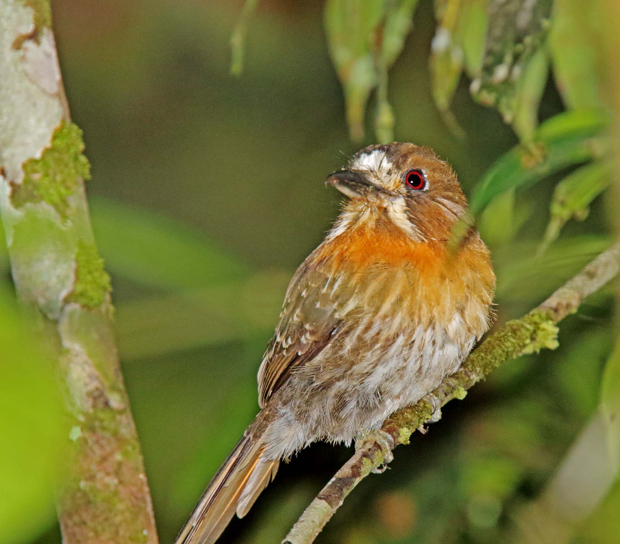 Moustached Puffbird_3115.jpg