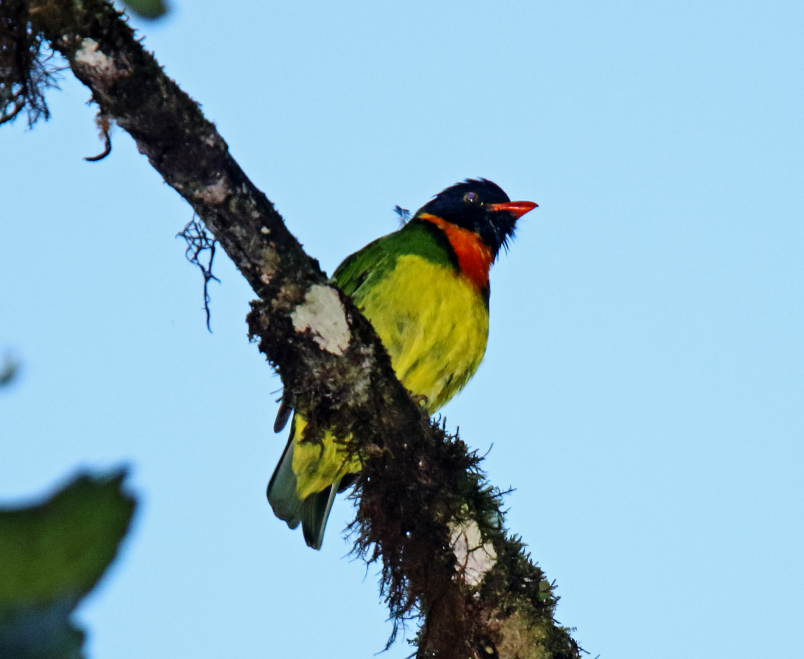 Orange-breasted Fruiteater - male_3698.jpg