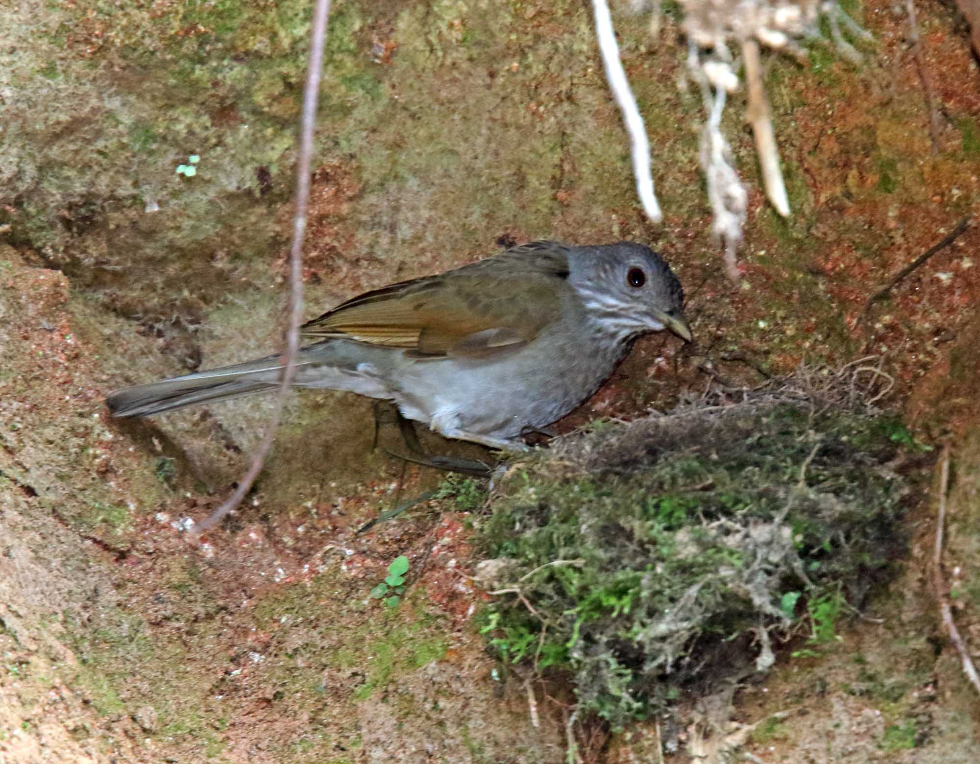 Pale-breasted Thrush_4074.jpg