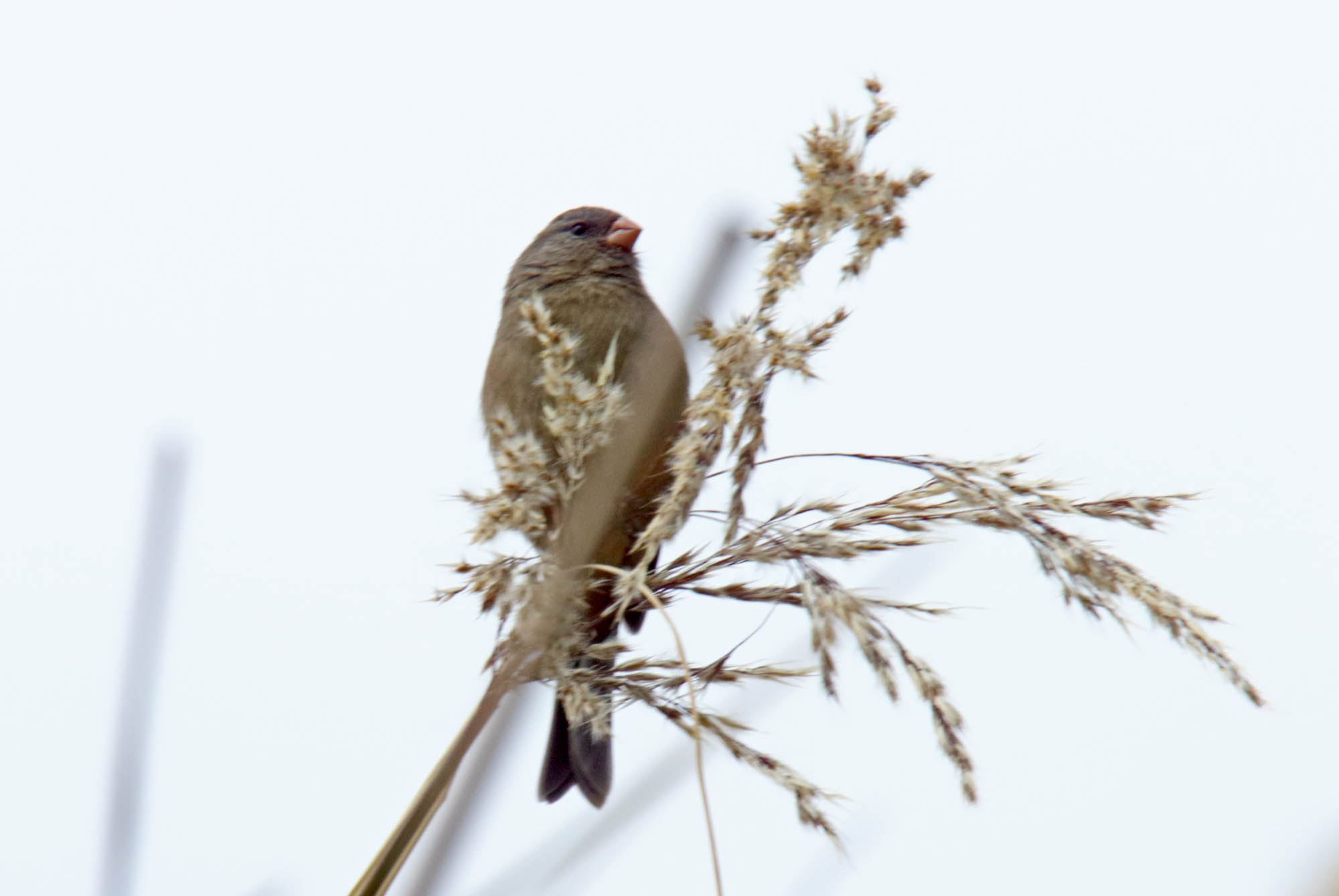 Paramo Seedeater - female_2148.jpg