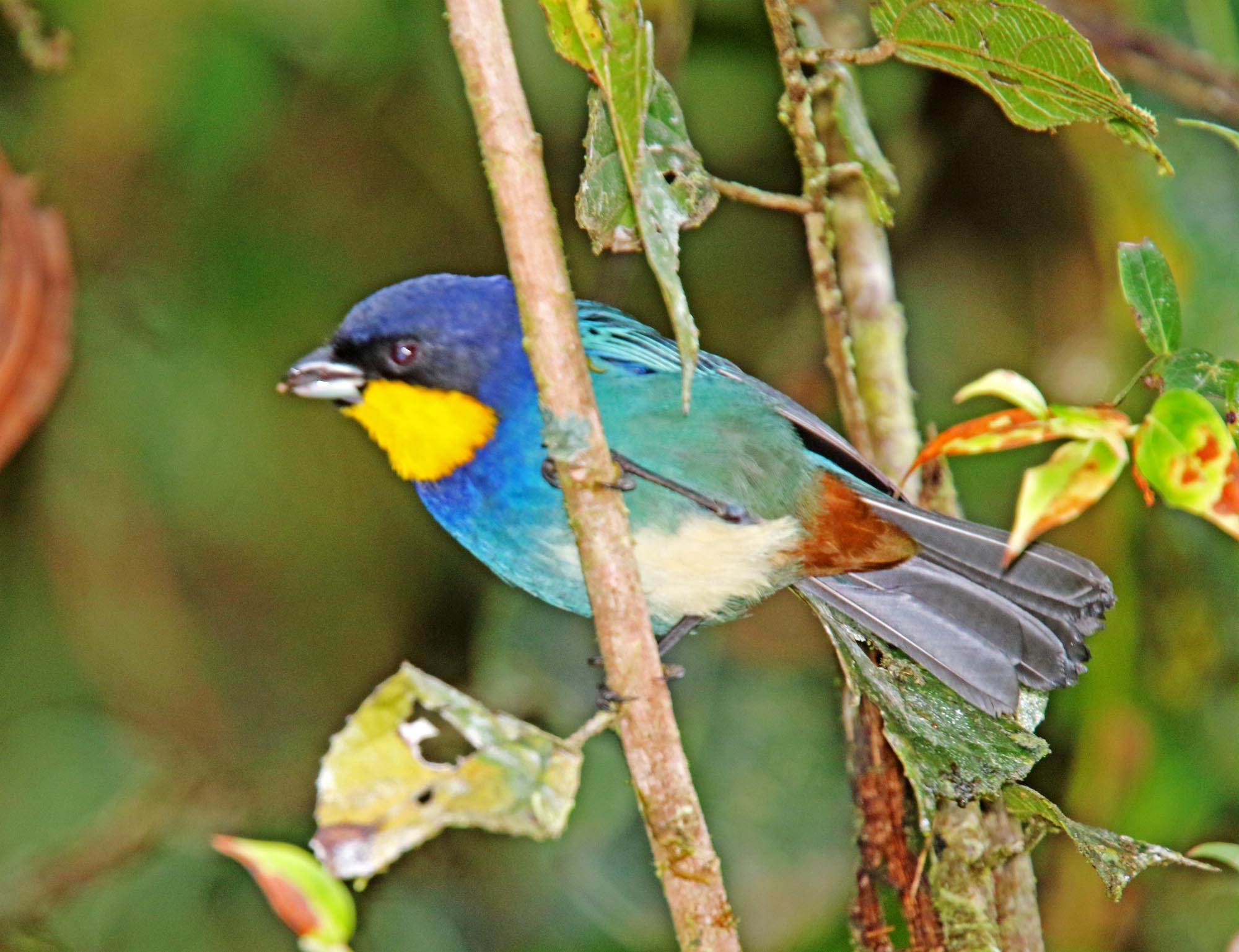 Purplish-mantled Tanager_2985.jpg