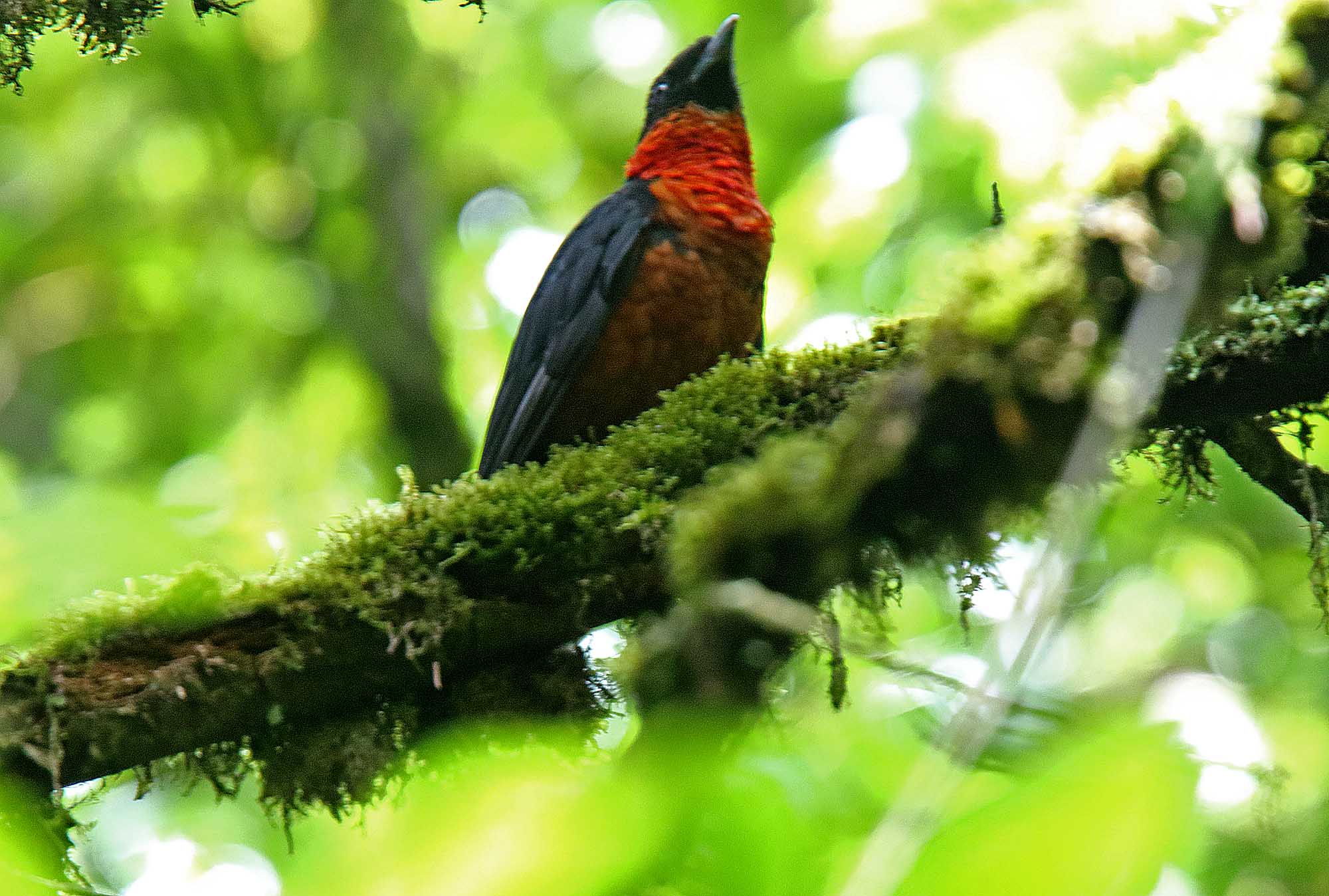 Red-ruffed Fruitcrow_2685.jpg