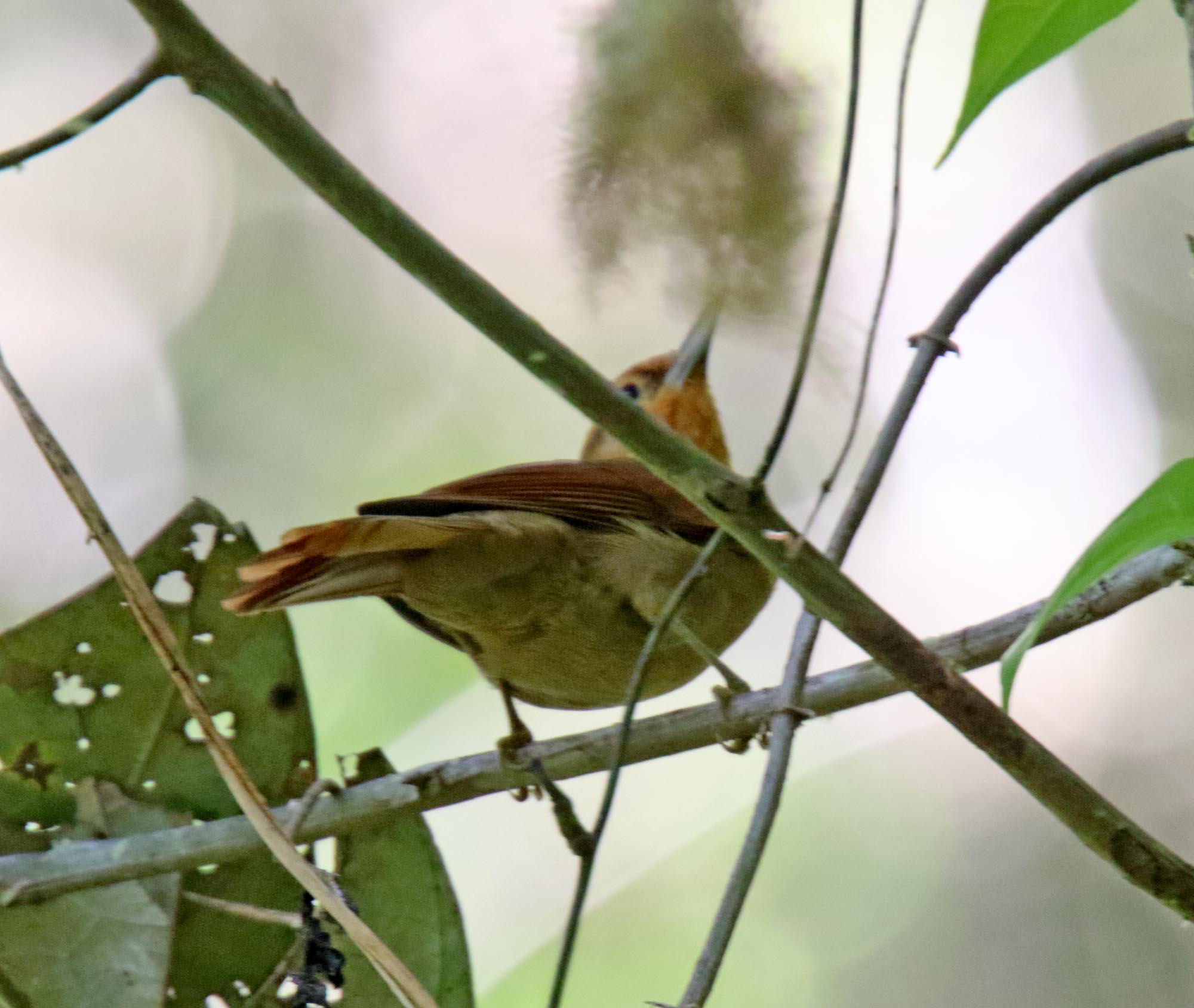 Ruddy Foliage-gleaner_3883.jpg