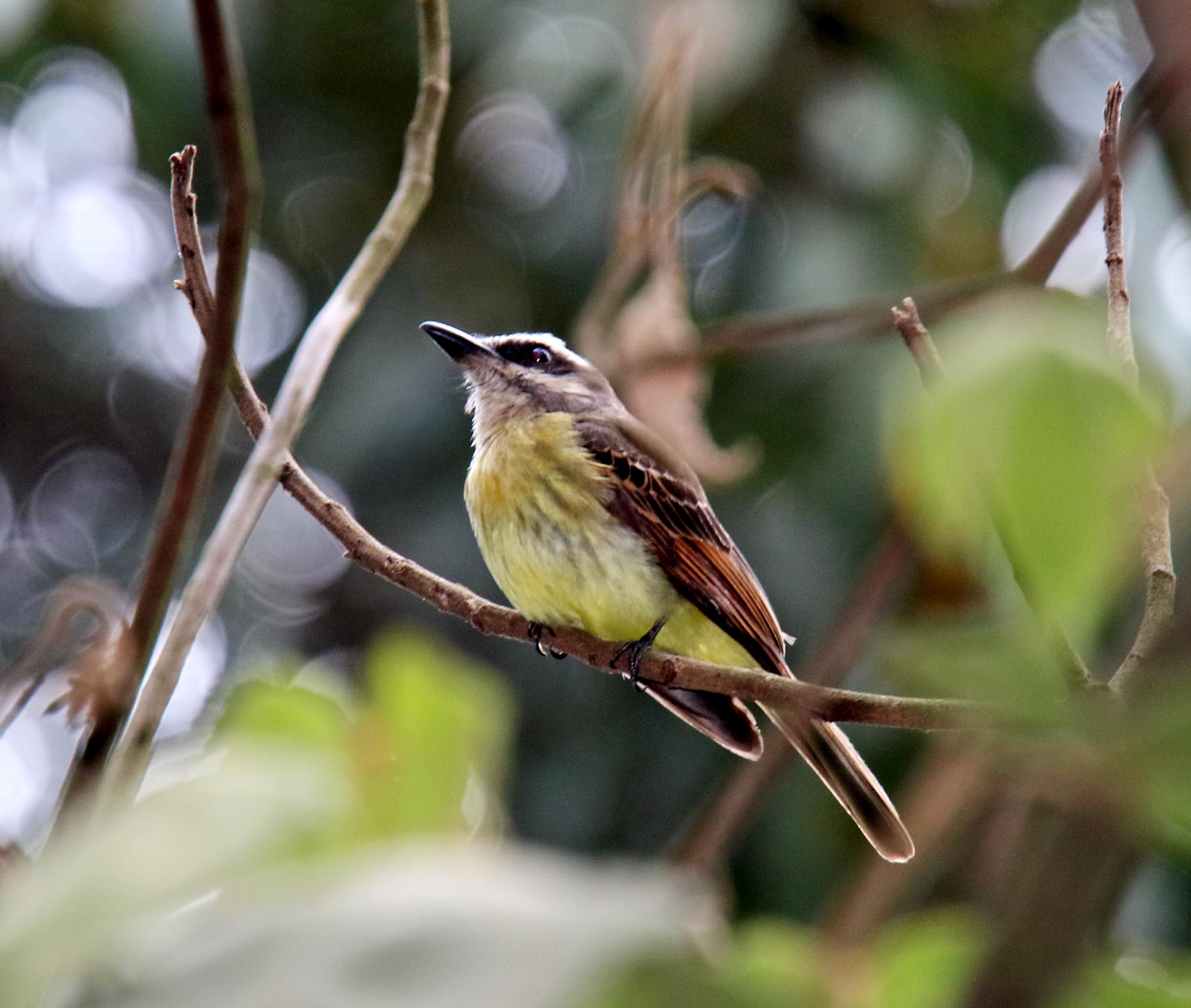 Rusty-margined Flycatcher_0181.jpg