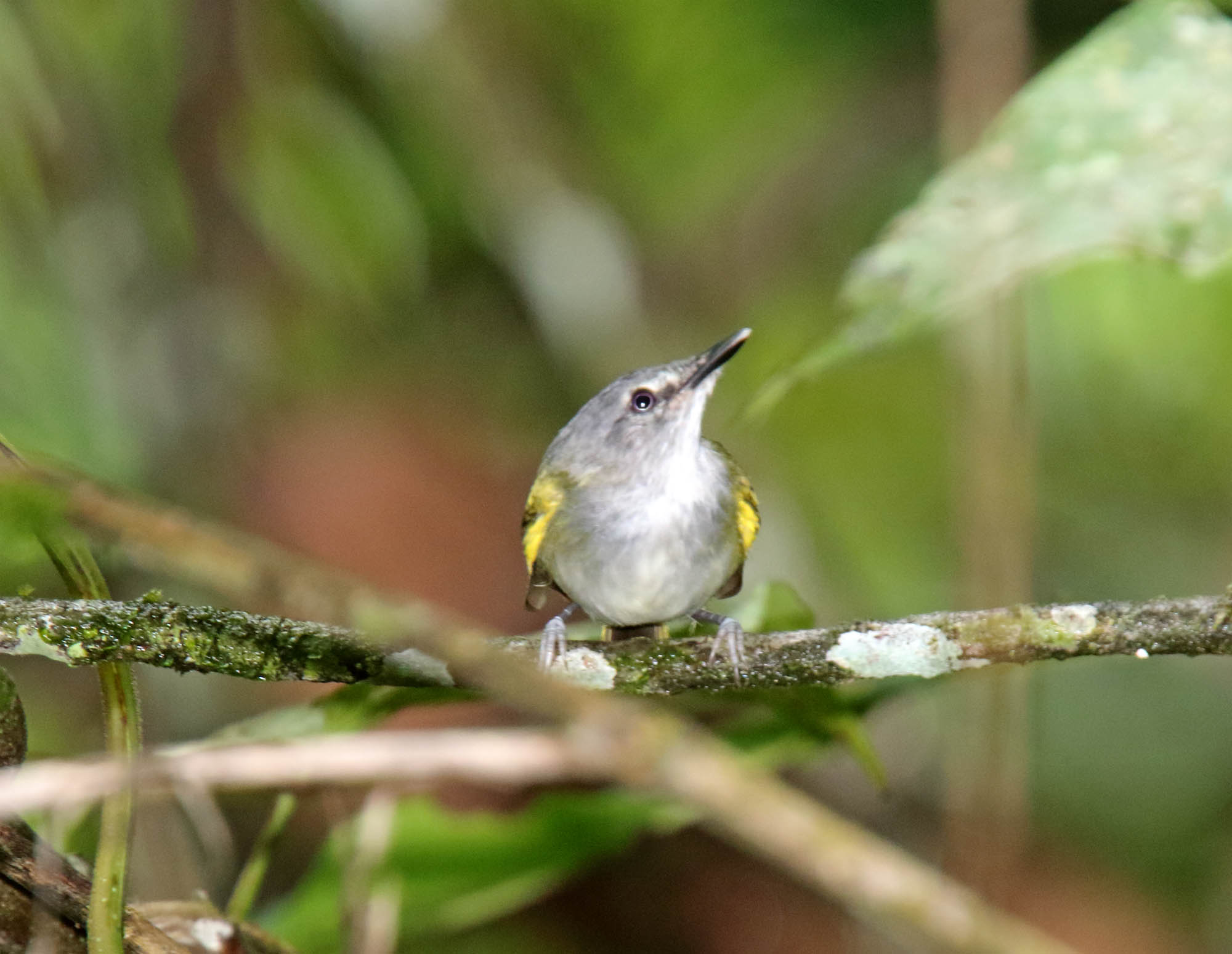 Slaty-headed Tody-Flycatcher_4754.jpg