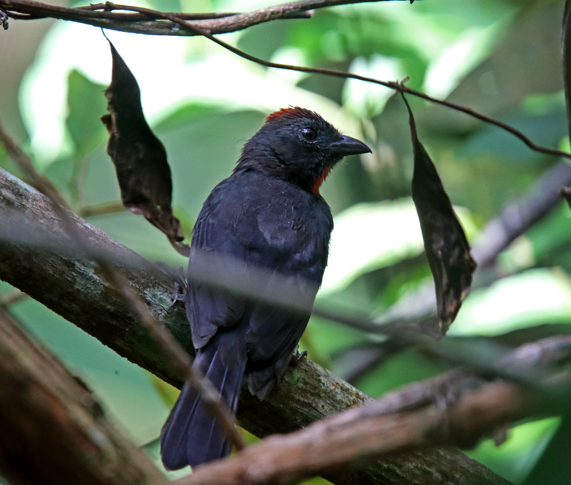 Sooty Ant-Tanager - male_4232.jpg