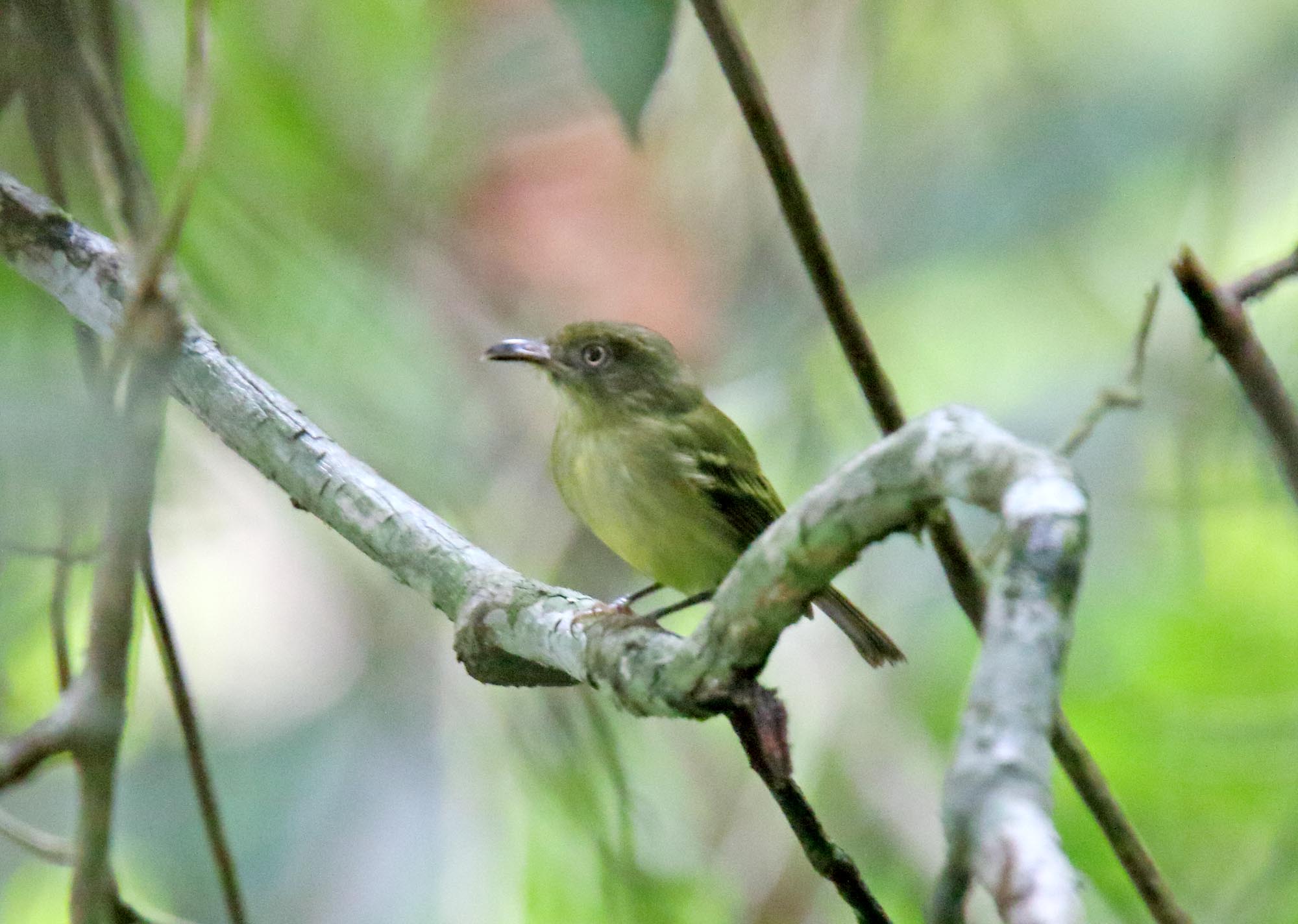 Southern Bentbill_4750.jpg