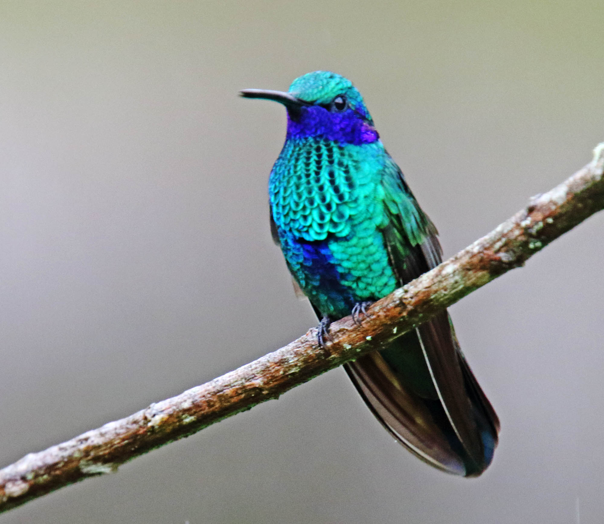 Sparkling Violetear_0531.jpg