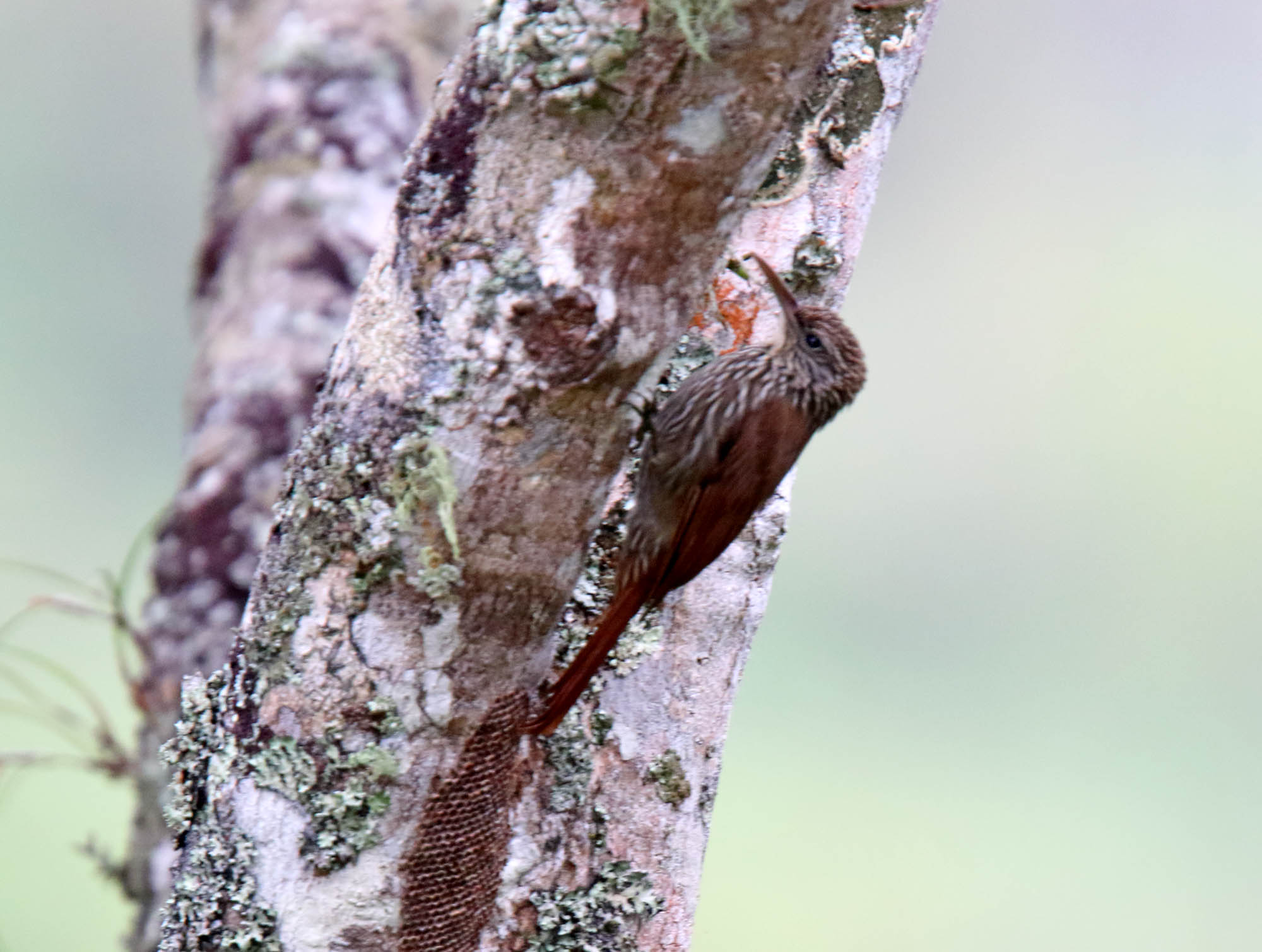 Streak-headed Woodcreeper_4140.jpg