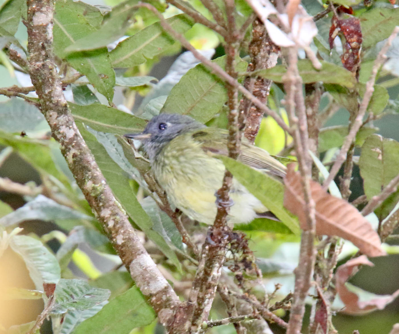 Streak-necked Flycatcher_2968.jpg