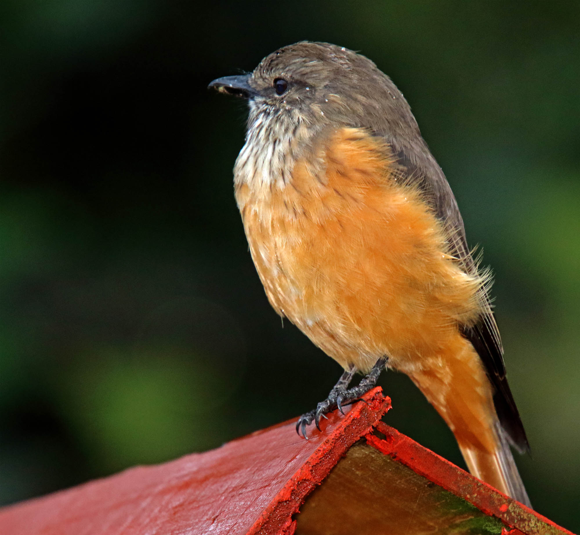 Streak-throated Bush-Tyrant_0453.jpg