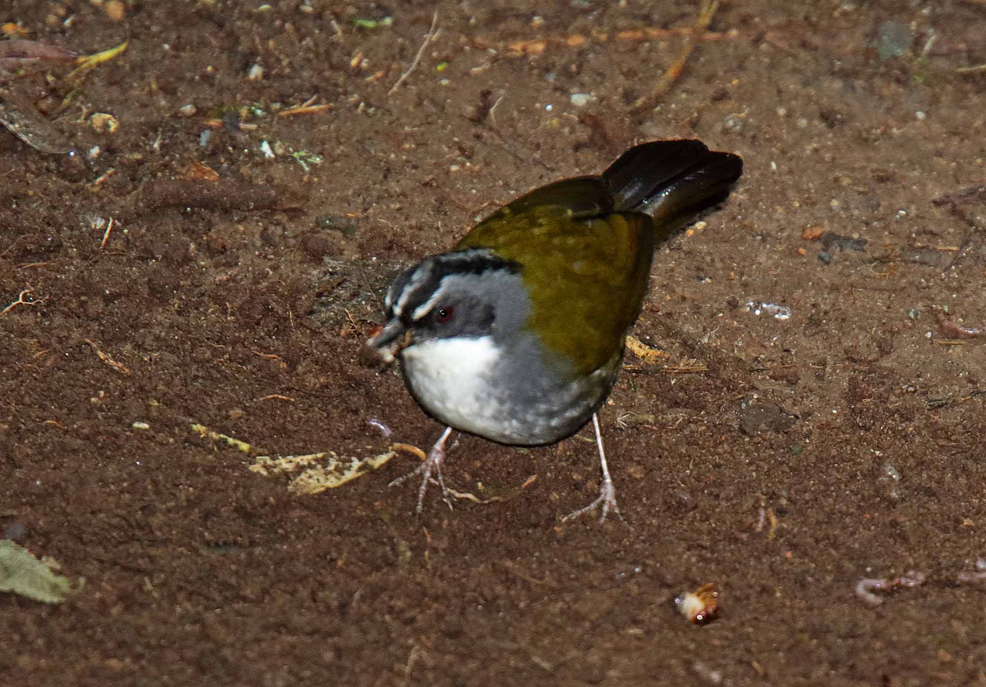 Gray-browed Brushfinch_1780.jpg
