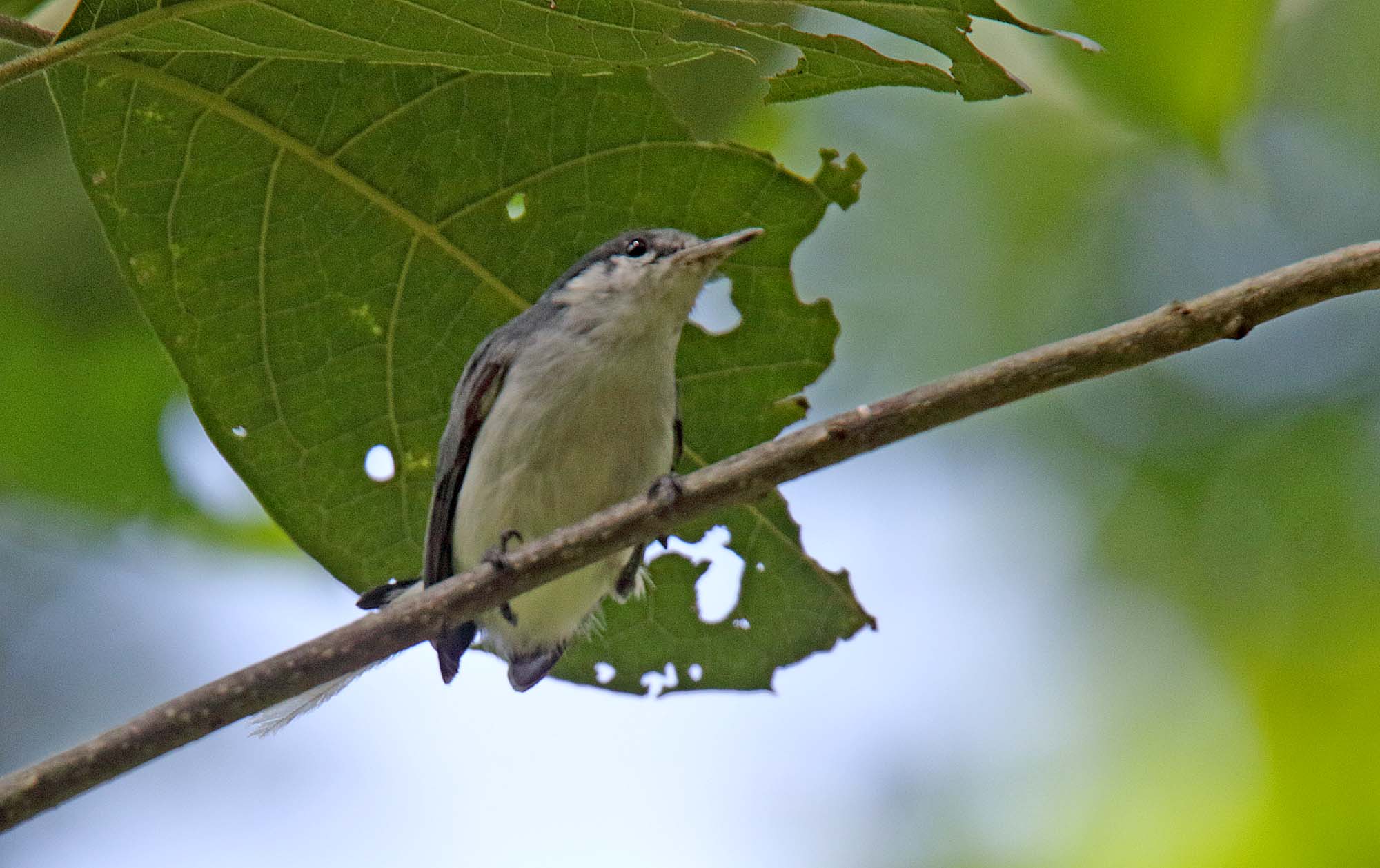 Tropical Gnatcatcher_1349.jpg