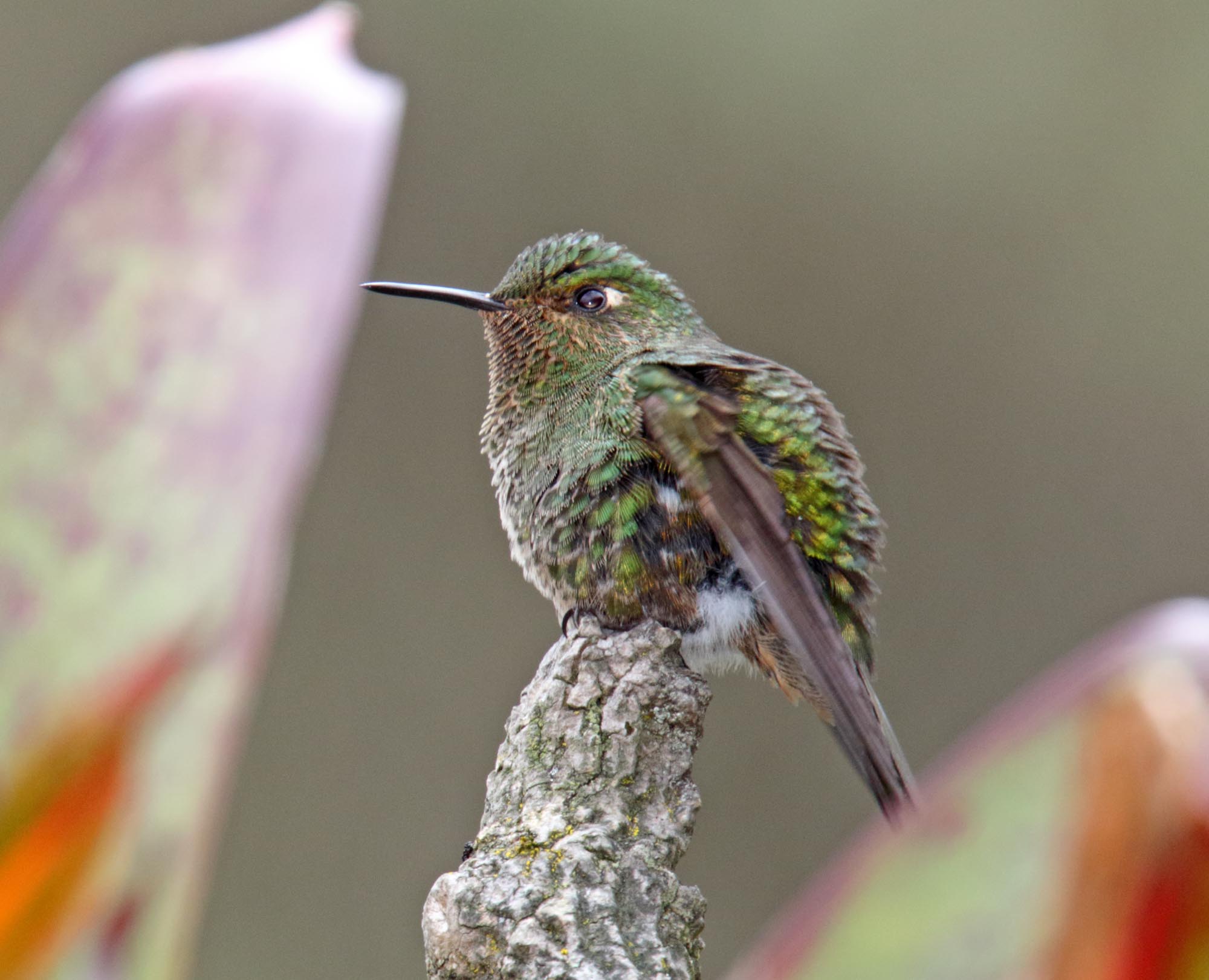 Viridian Metaltail - female_2316.jpg