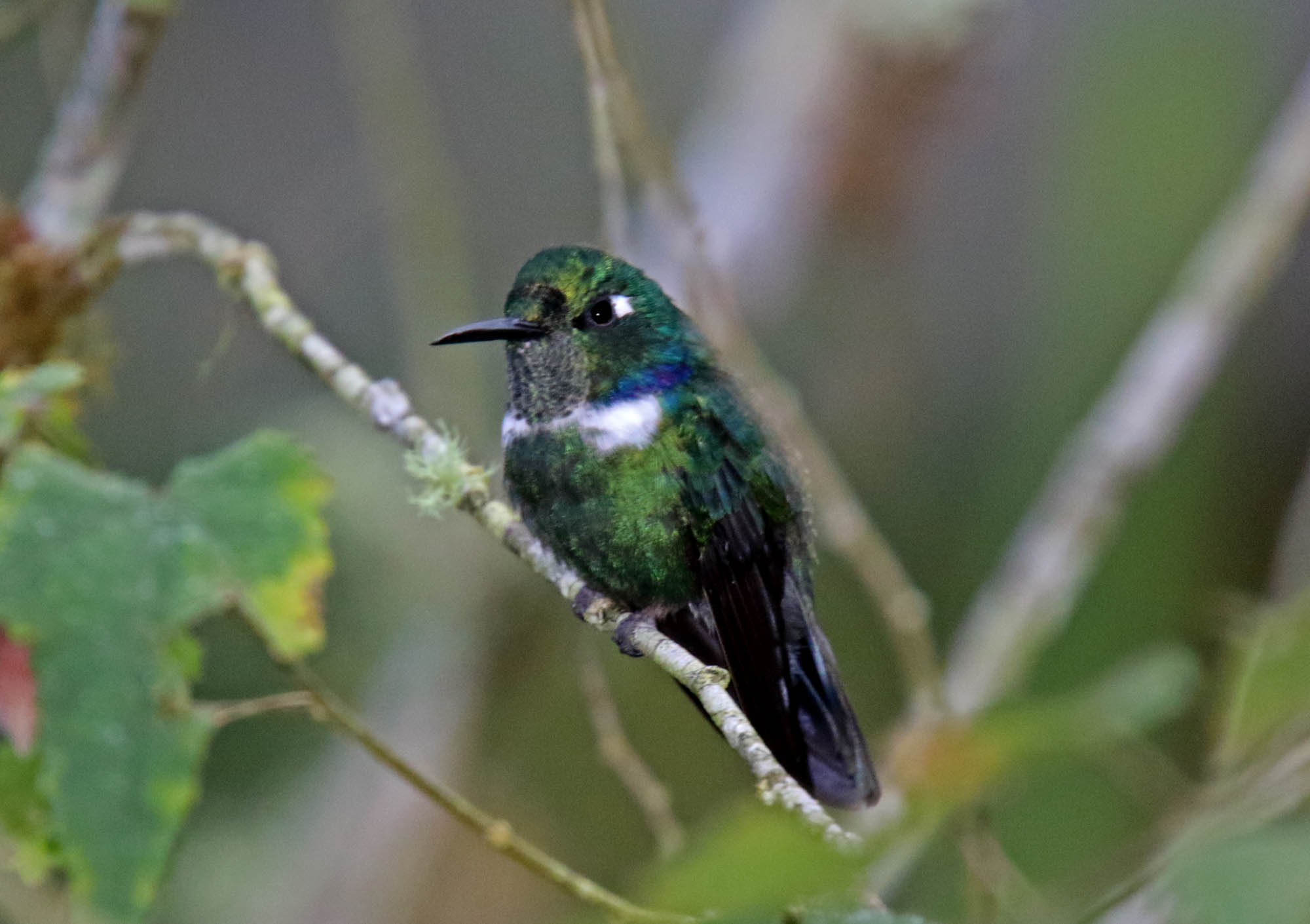 White-throated Daggerbill_1545.jpg