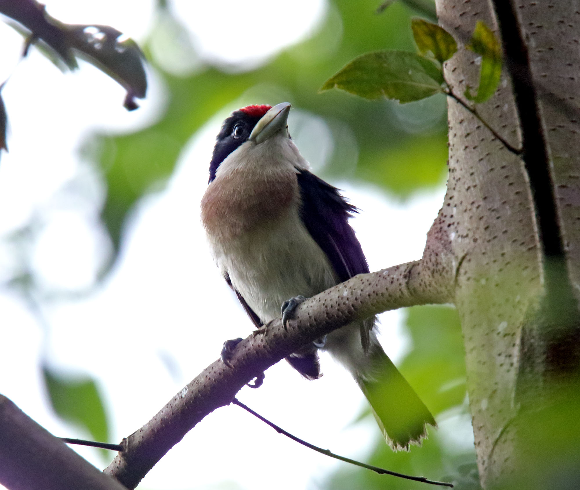 White-mantled Barbet_4187.jpg