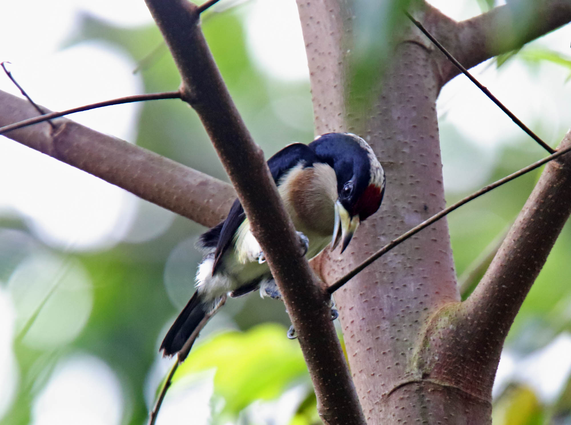 White-mantled Barbet_4195.jpg