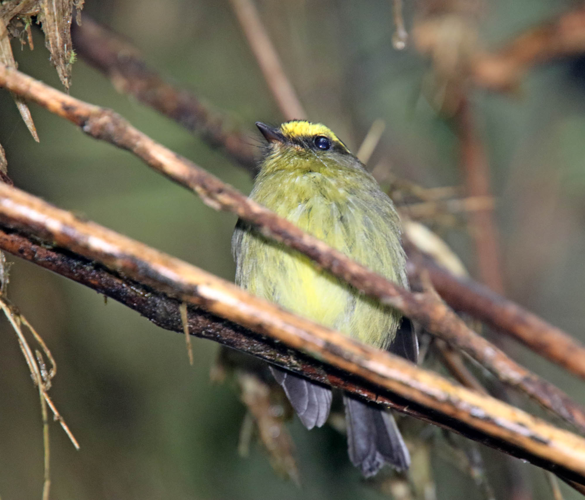 Yellow-bellied Chat-Tyrant_2945.jpg