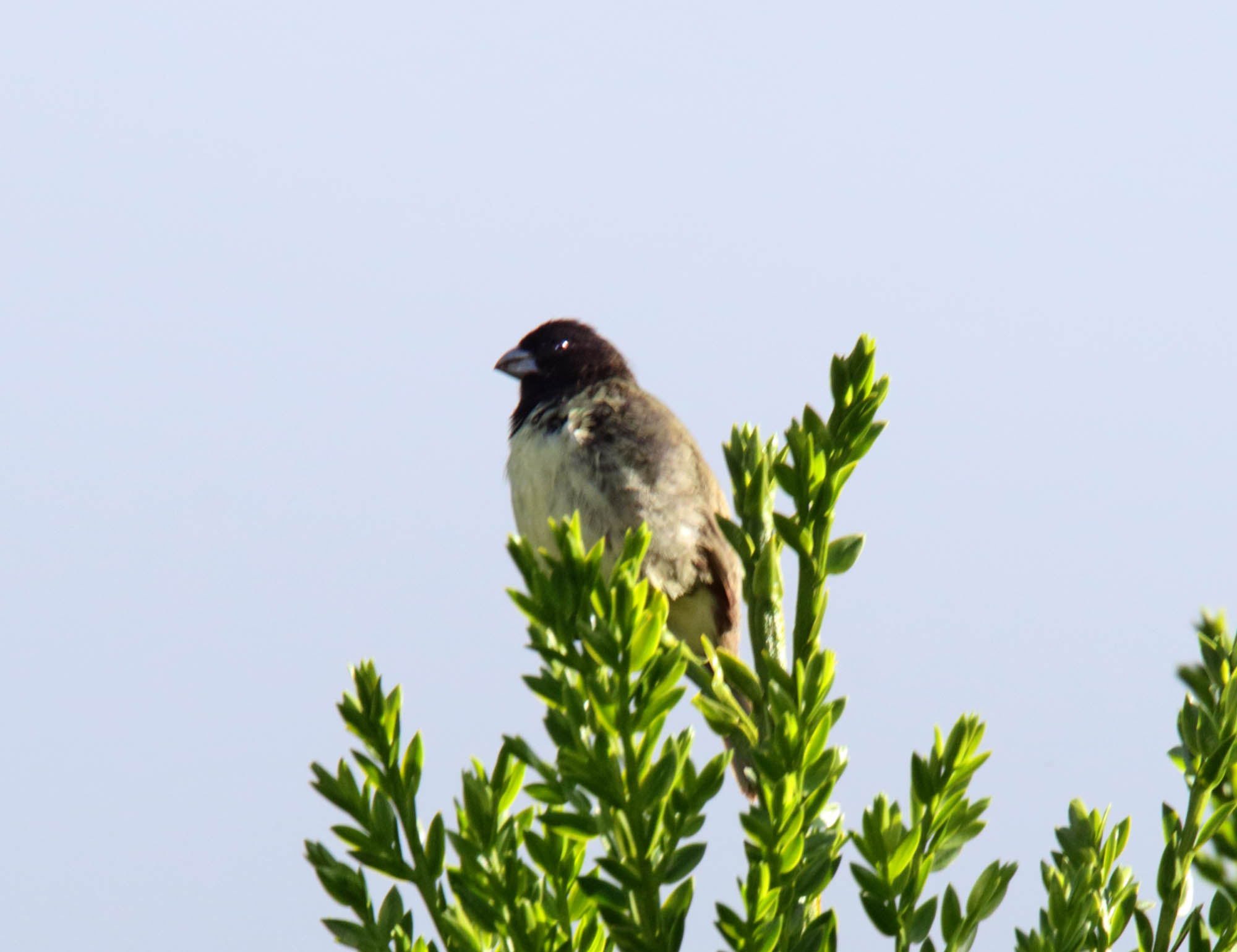 Yellow-bellied Seedeater - male_1316.jpg