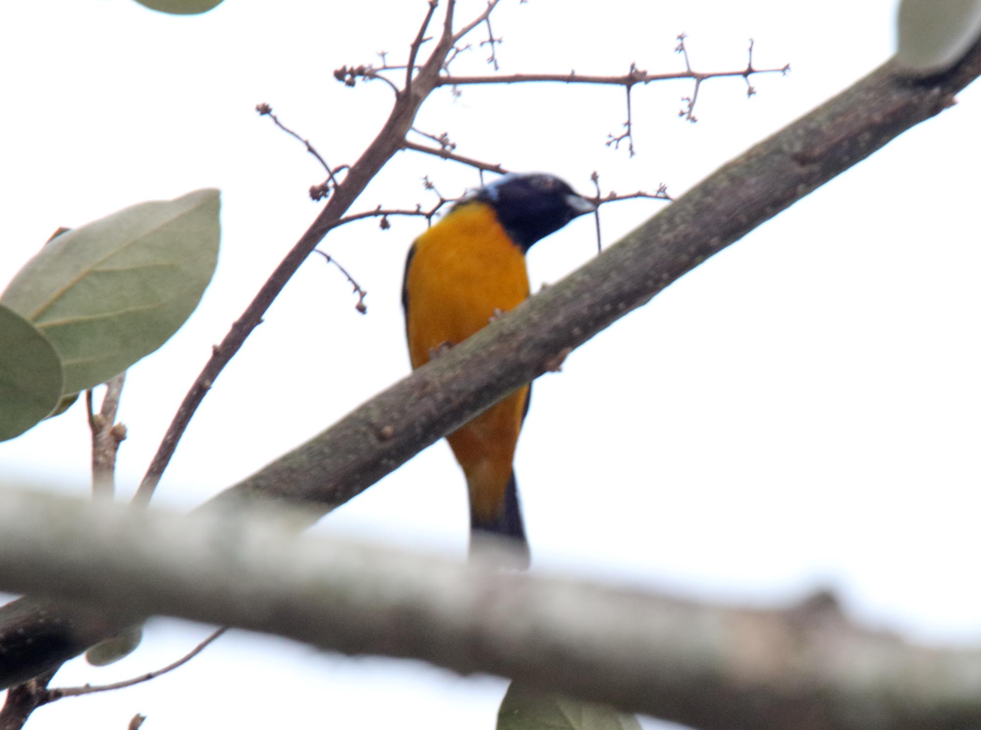 Golden-rumped Chlorophonia - male_2745.jpg