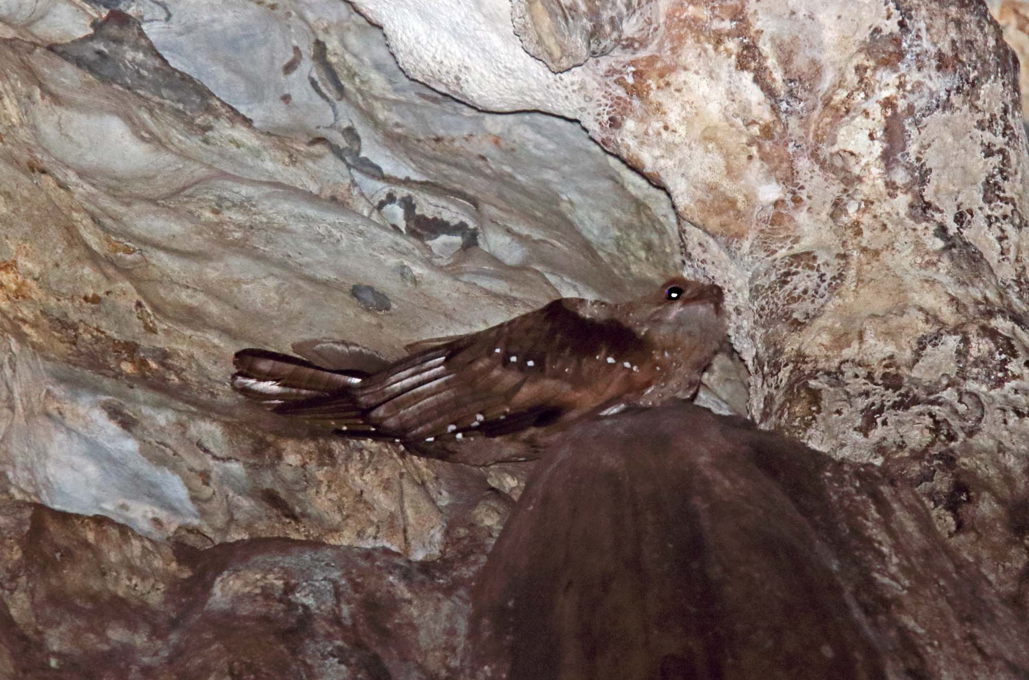 #19 Oilbird_4328.jpg