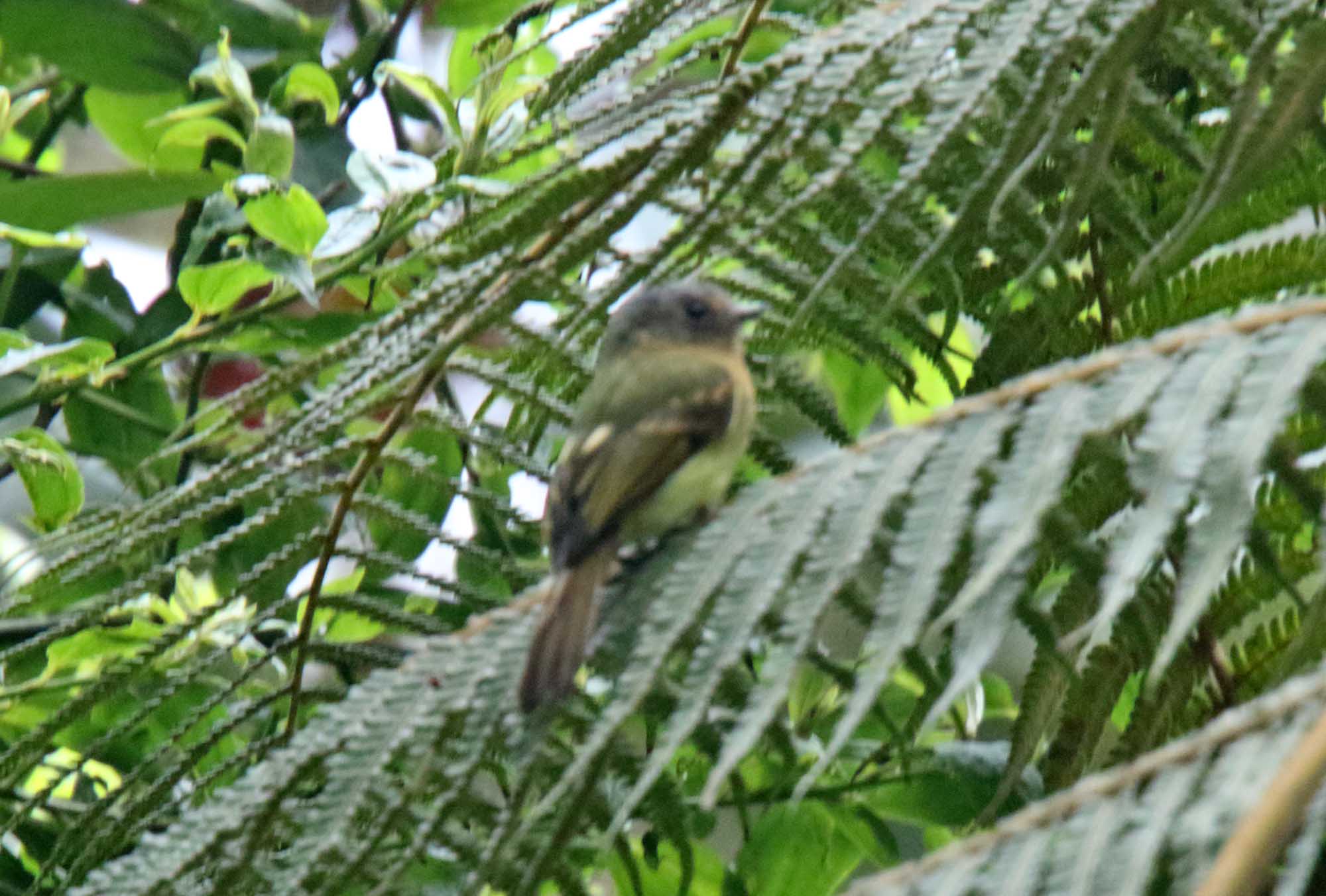 Rufous-breasted Flycatcher_1906.jpg