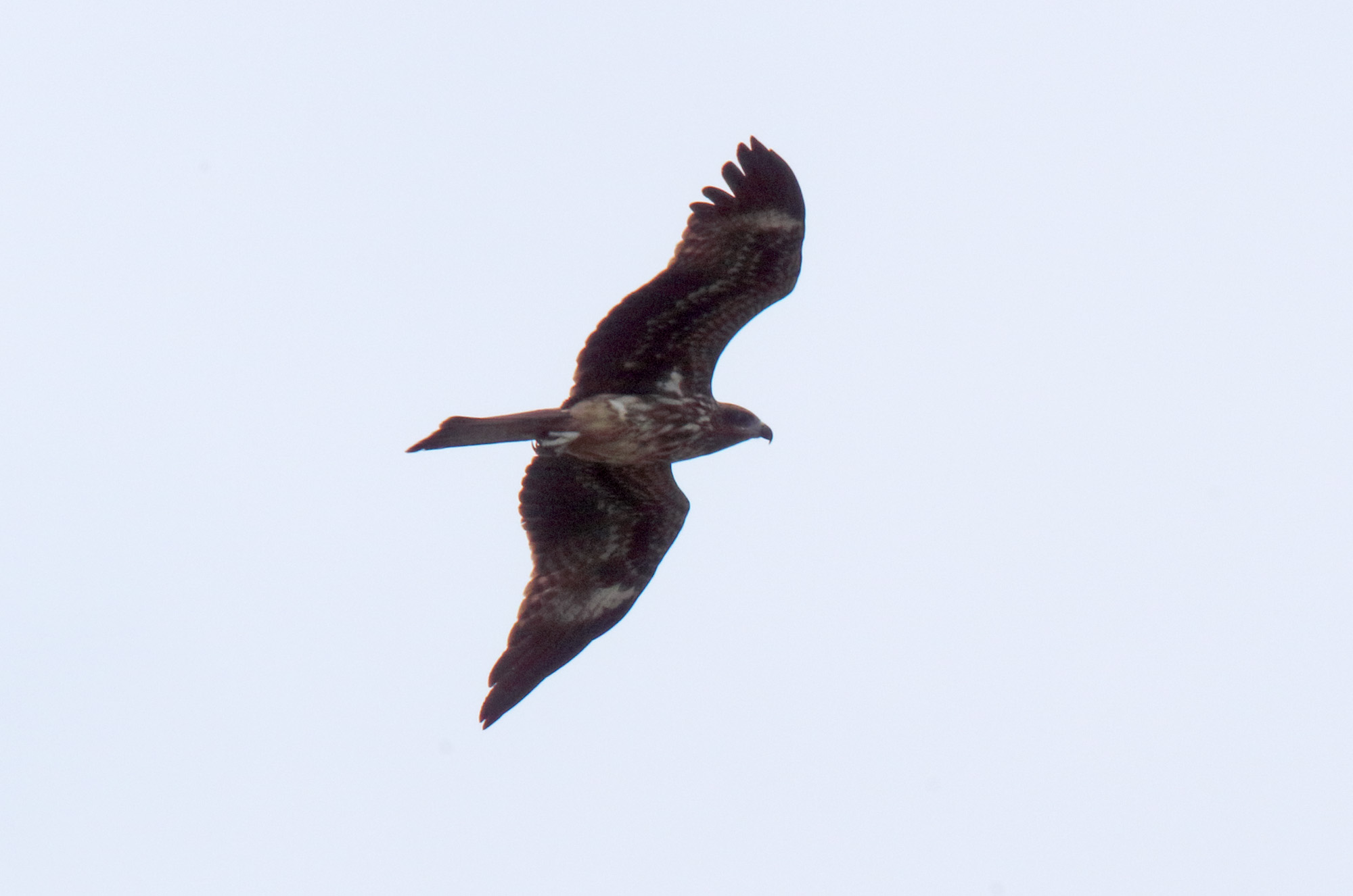 Black Kite_5262.jpg