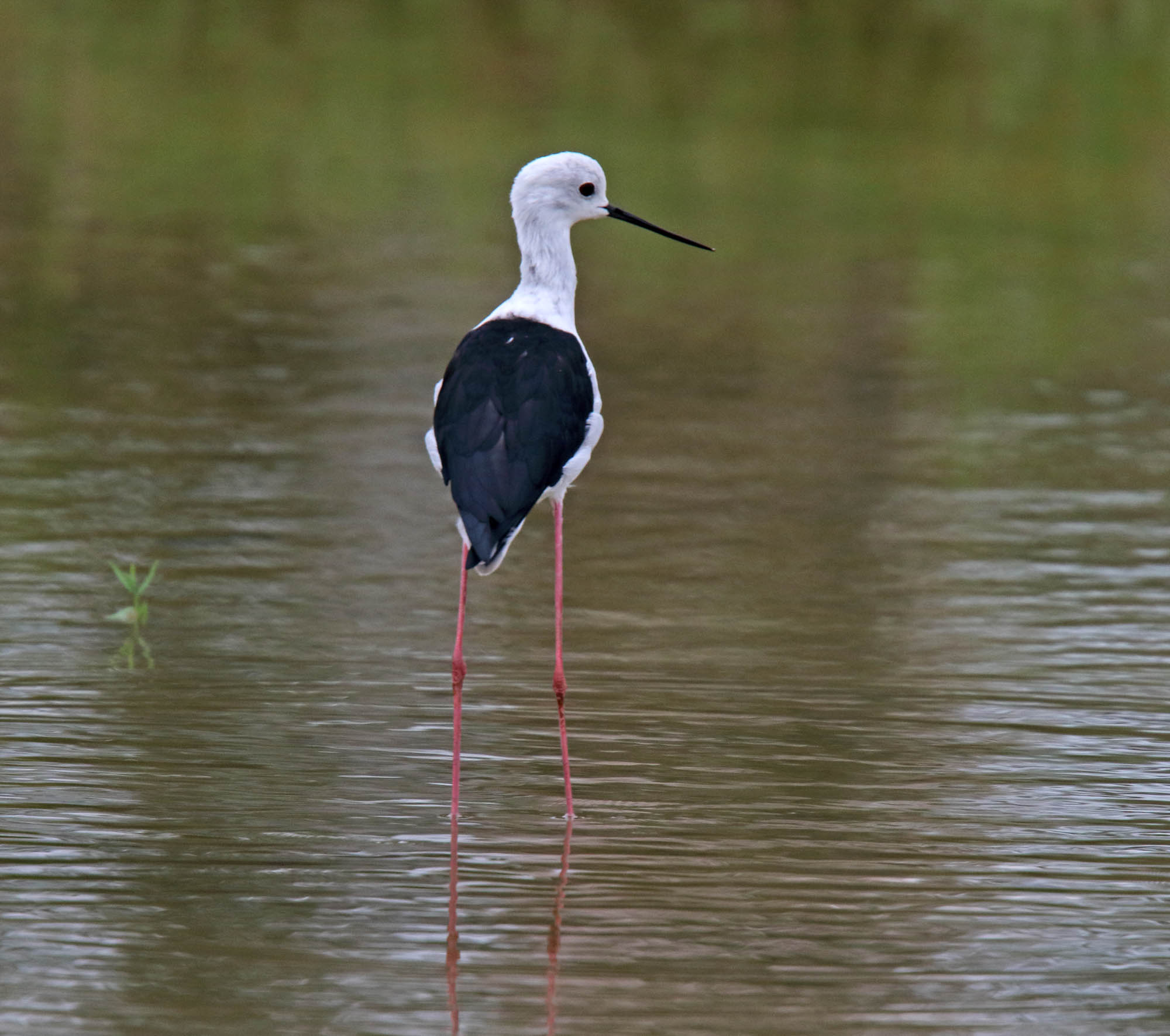 Black-winged Stilt_5518.jpg