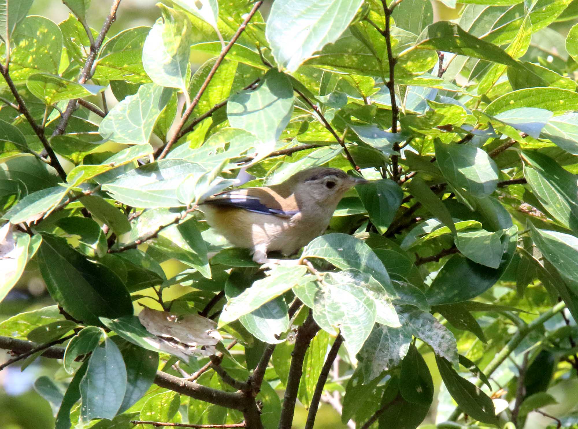 Blue-winged Minla_4867.jpg