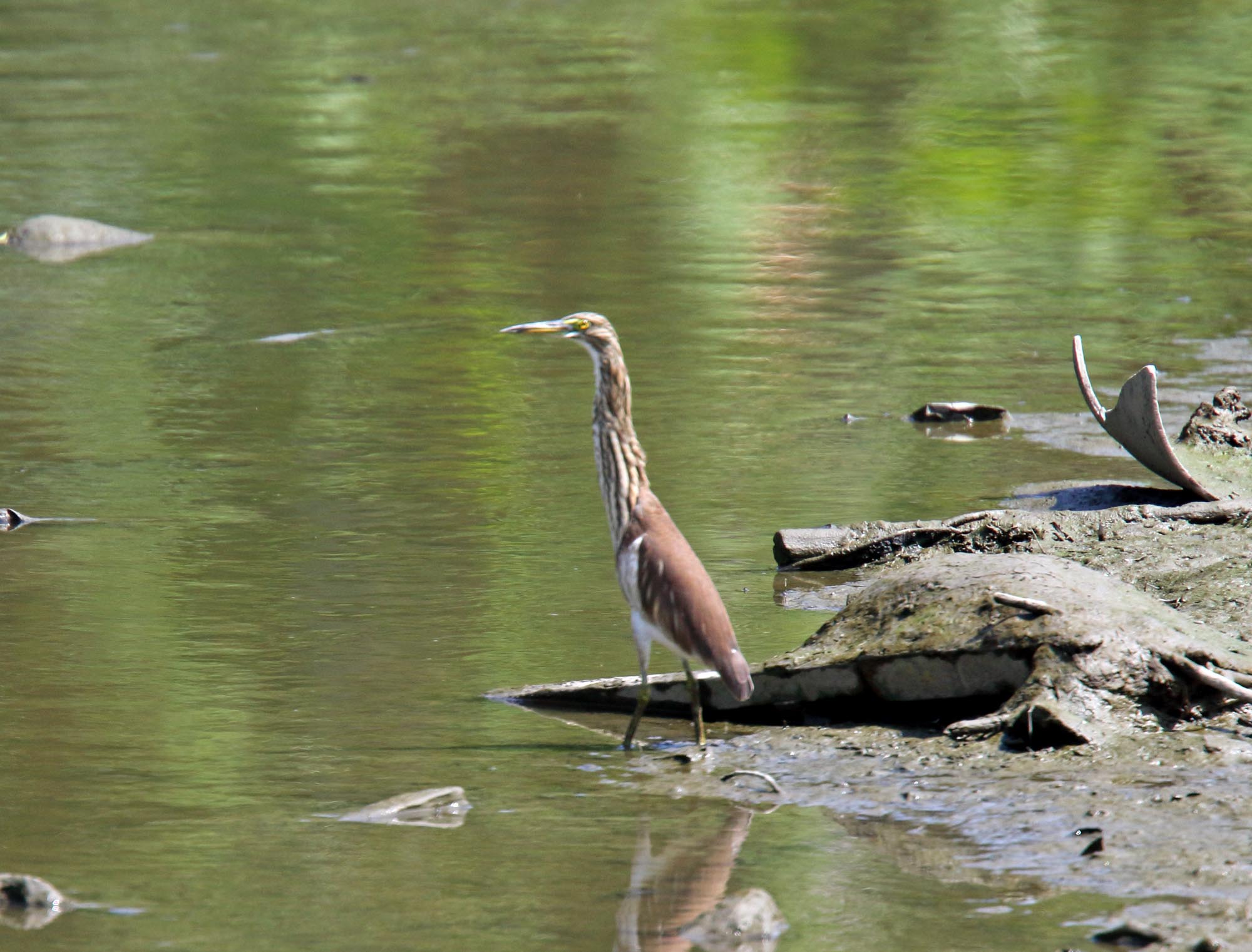 Chinese Pond Heron - non-breeding_5070.jpg